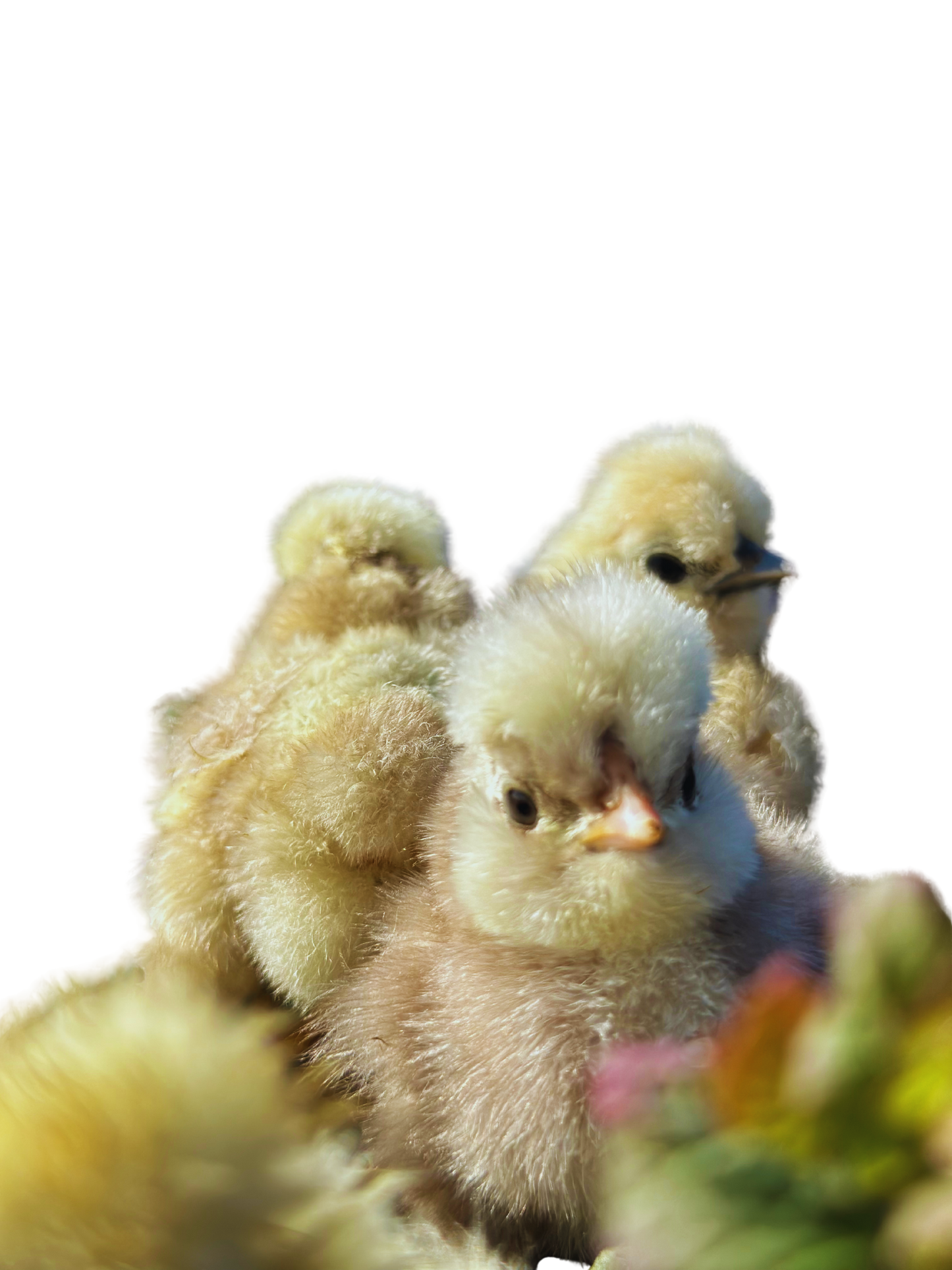 Bearded Silkie Bantam Chick