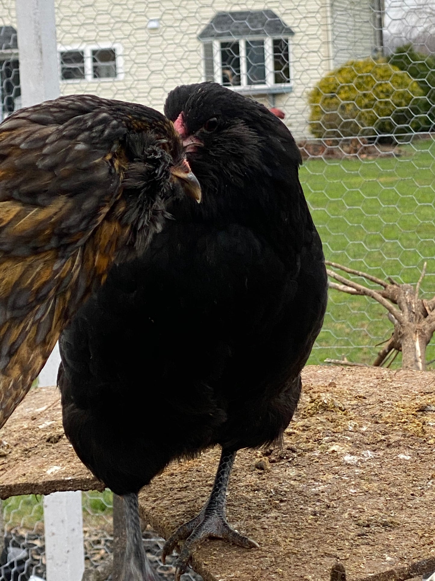 Colored Egg Layer Pullet– Easter Egger, Blue/Black/Wheaten Ameraucana, or Marans – 6–8 Weeks Old – Blue, Green & Chocolate Eggs