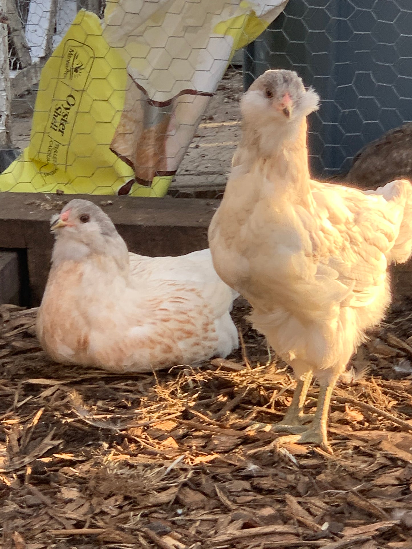Colored Egg Layer Pullet– Easter Egger, Blue/Black/Wheaten Ameraucana, or Marans – 6–8 Weeks Old – Blue, Green & Chocolate Eggs