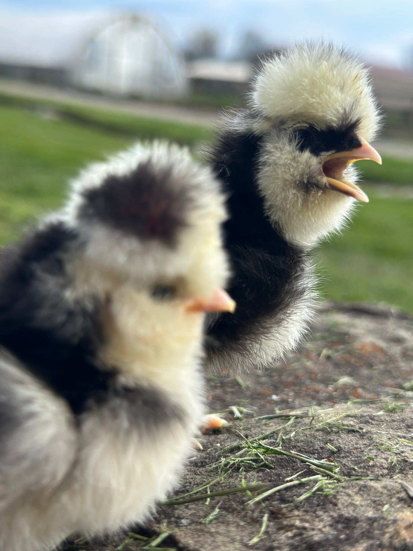 DNA Sexed- 2 Female Silkie Chicks (0–6 Weeks Old) – Guaranteed Hen