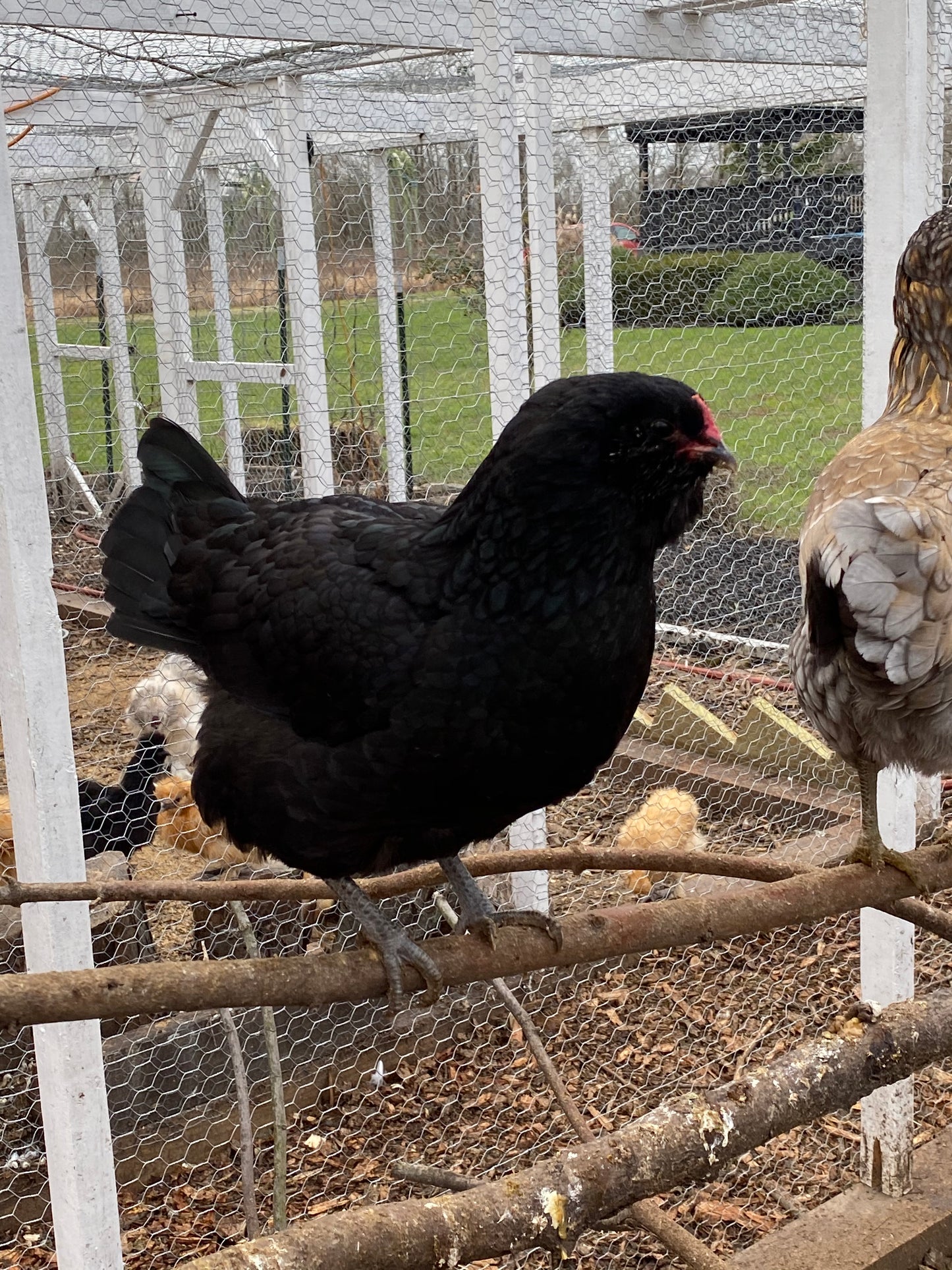 Colored Egg Layer Pullet– Easter Egger, Blue/Black/Wheaten Ameraucana, or Marans – 6–8 Weeks Old – Blue, Green & Chocolate Eggs