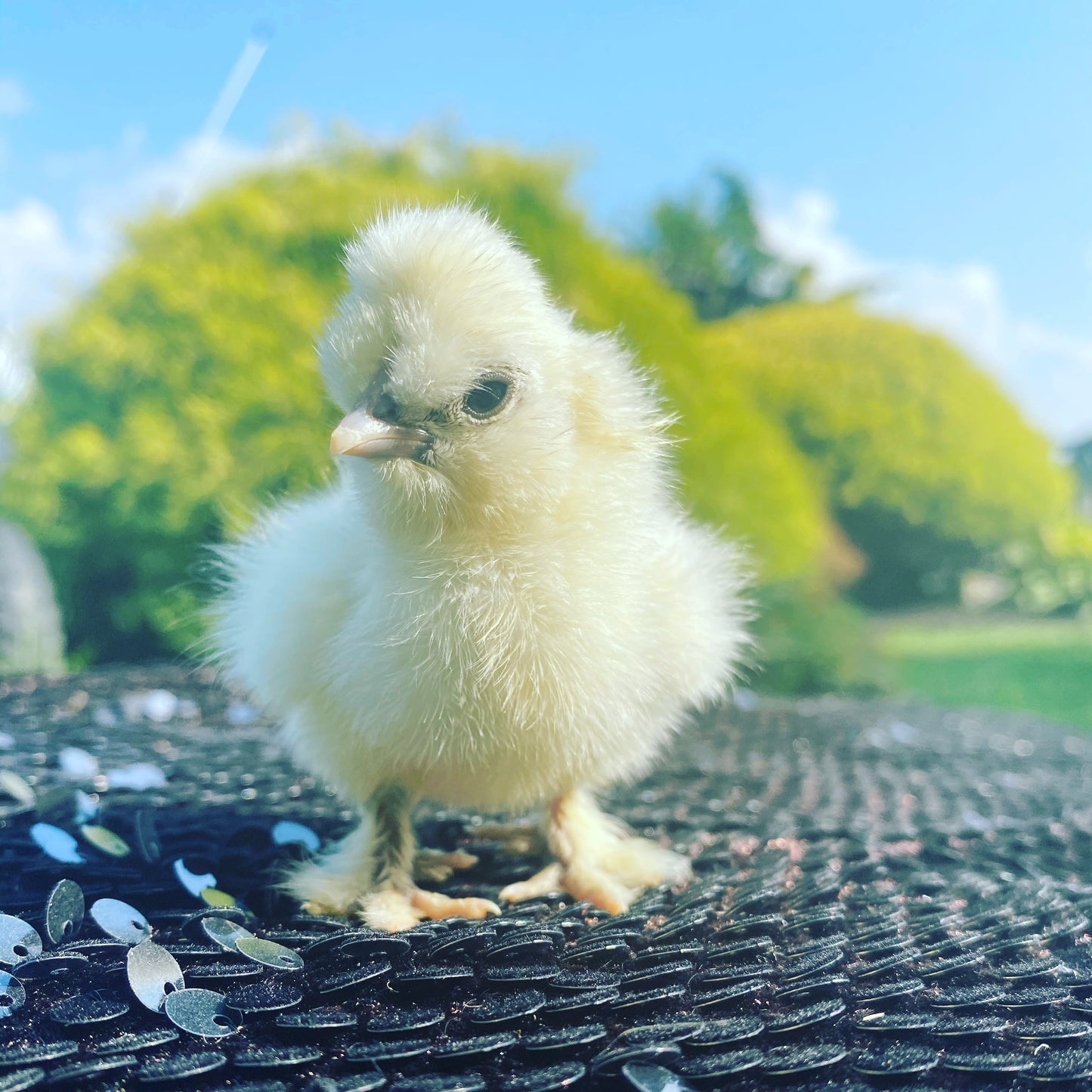 Satin Frizzle Chicks