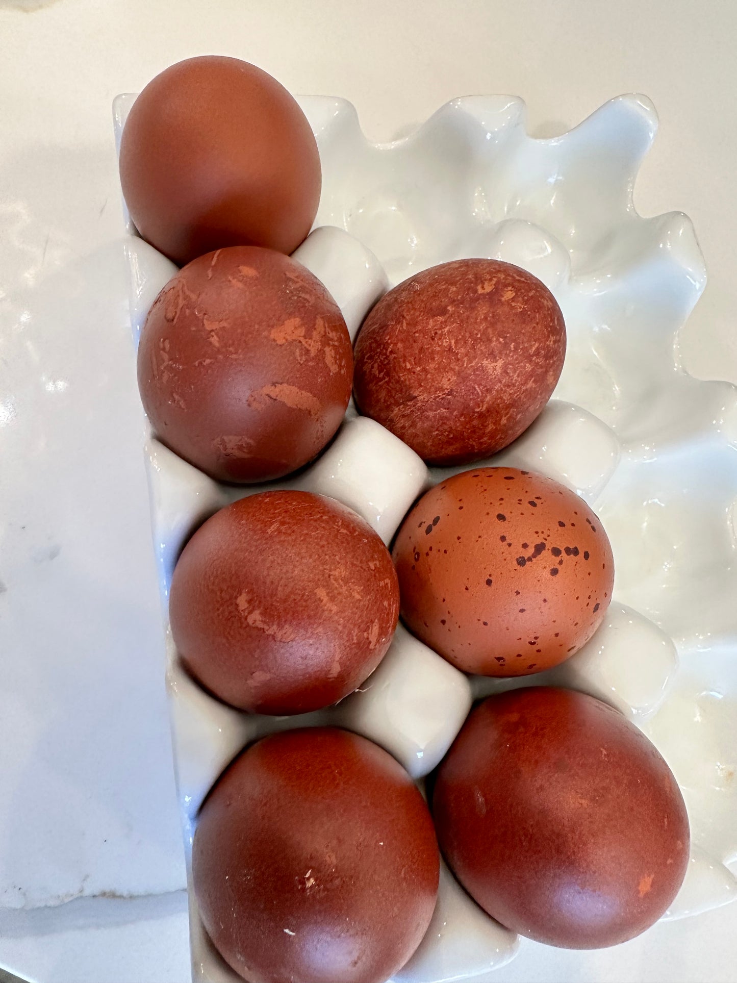 6 Fertilized Black Copper Marans Hatching Eggs – Deep Chocolate Egg Layers