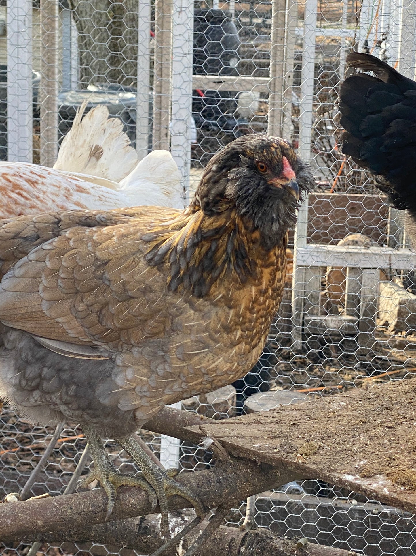 Colored Egg Layer Pullet– Easter Egger, Blue/Black/Wheaten Ameraucana, or Marans – 6–8 Weeks Old – Blue, Green & Chocolate Eggs