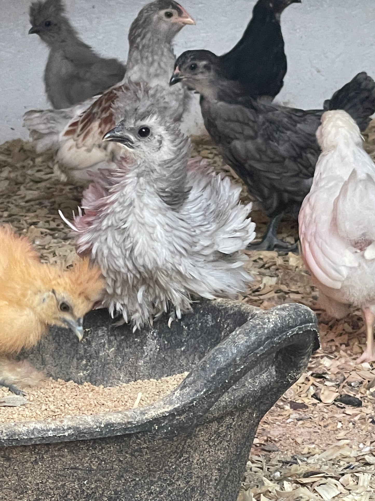 Satin Frizzle Chicks
