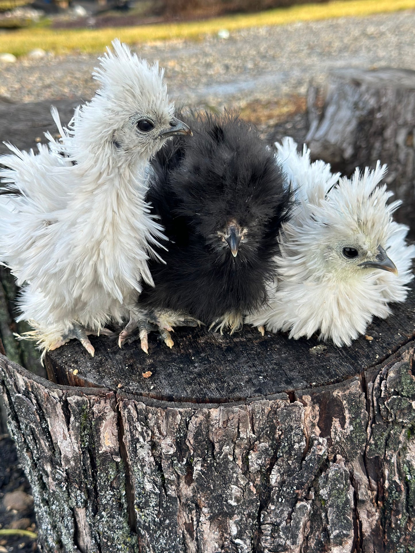 Satin Frizzle Chicks