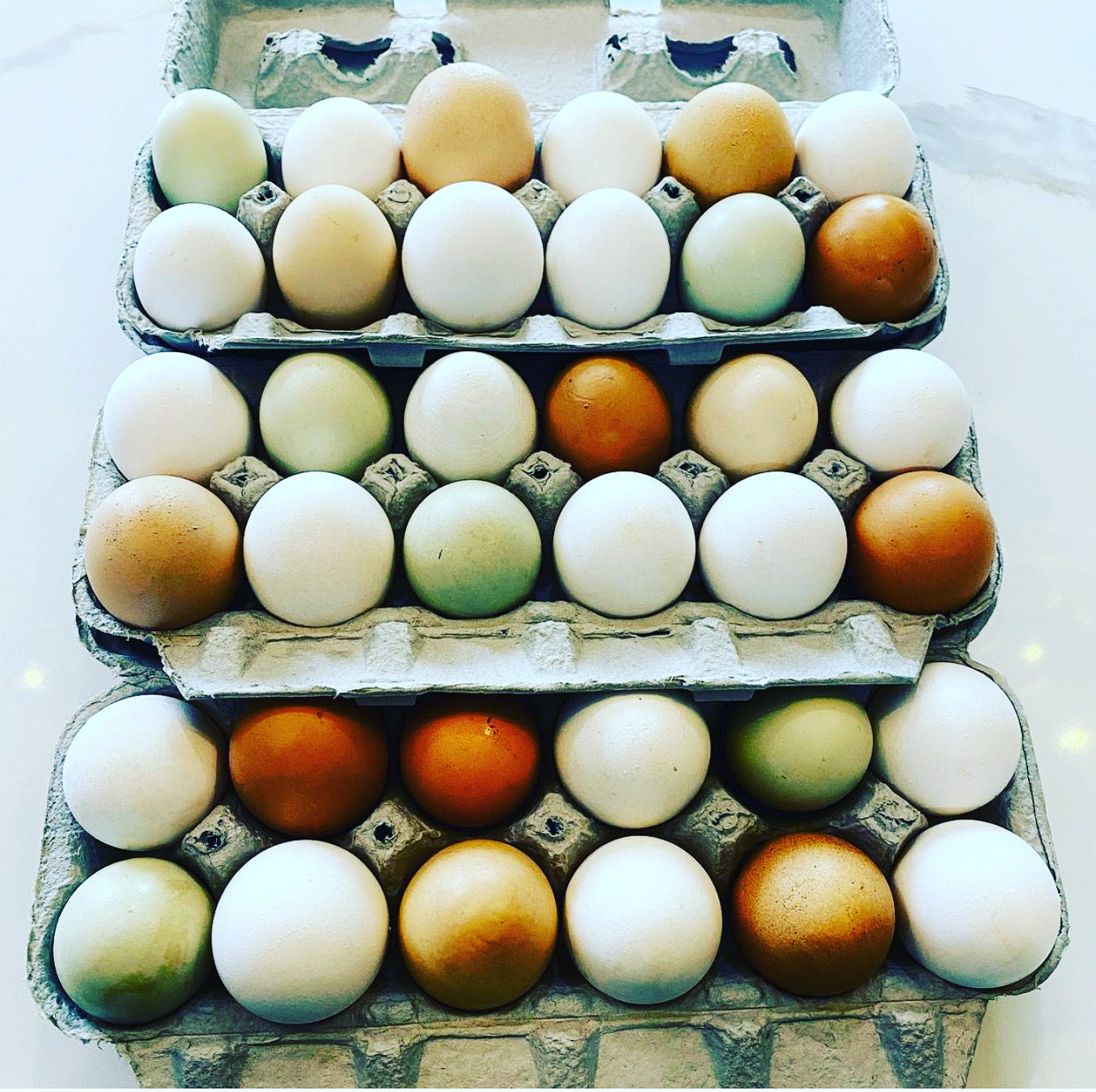 Colored Egg Layer Pullet– Easter Egger, Blue/Black/Wheaten Ameraucana, or Marans – 6–8 Weeks Old – Blue, Green & Chocolate Eggs