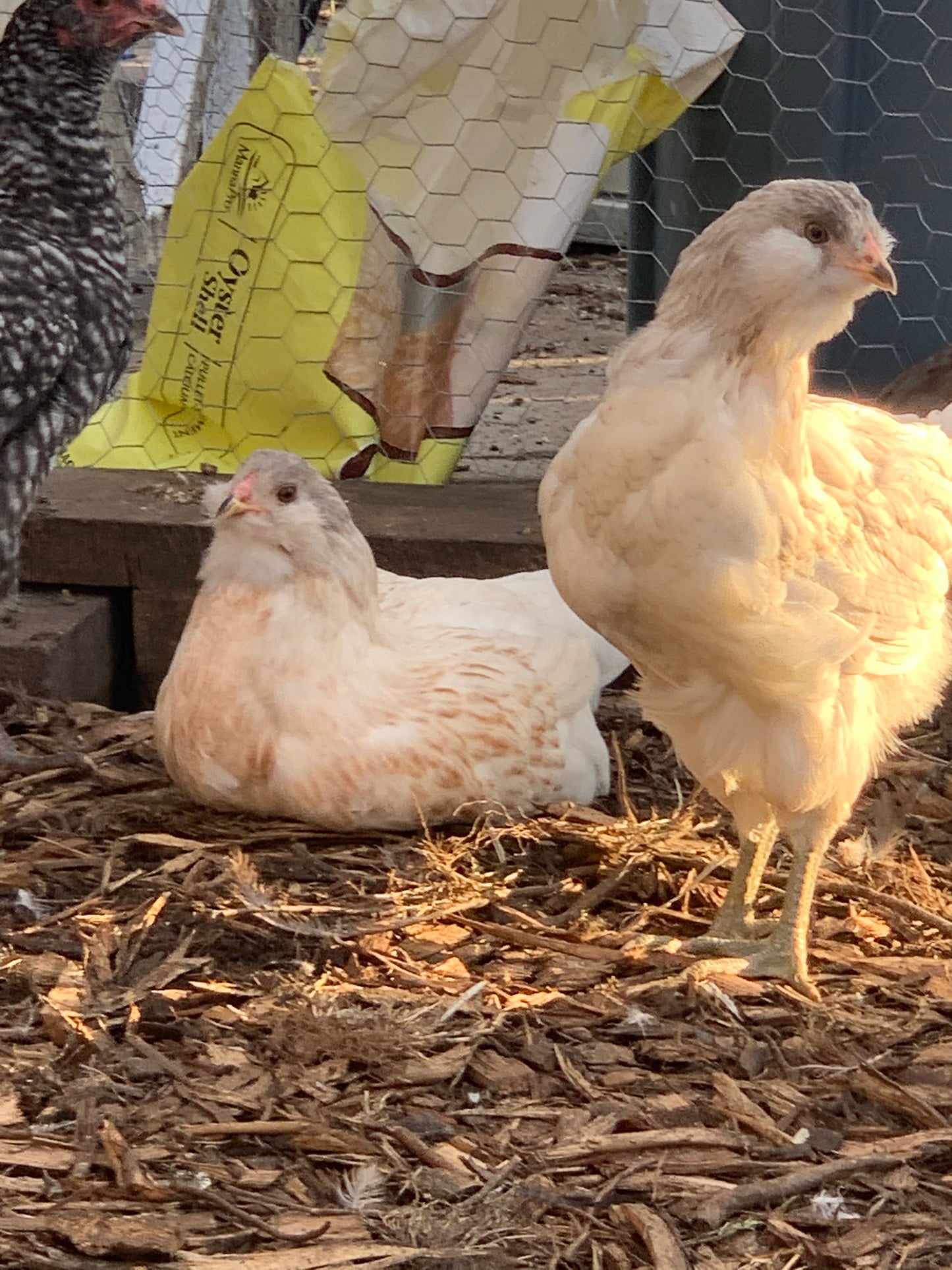Colored Egg Layer Pullet– Easter Egger, Blue/Black/Wheaten Ameraucana, or Marans – 6–8 Weeks Old – Blue, Green & Chocolate Eggs