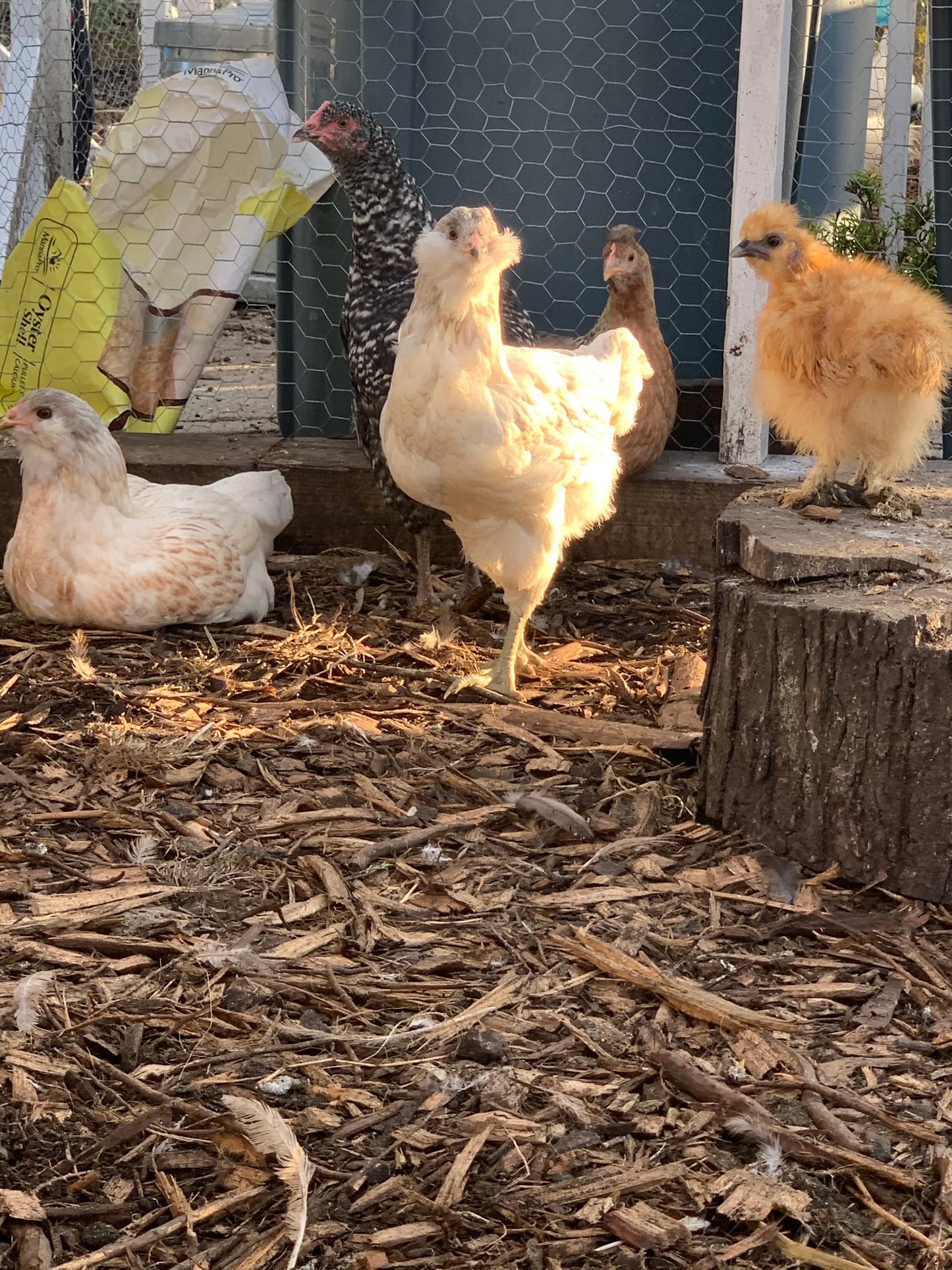 Colored Egg Layer Pullet– Easter Egger, Blue/Black/Wheaten Ameraucana, or Marans – 6–8 Weeks Old – Blue, Green & Chocolate Eggs