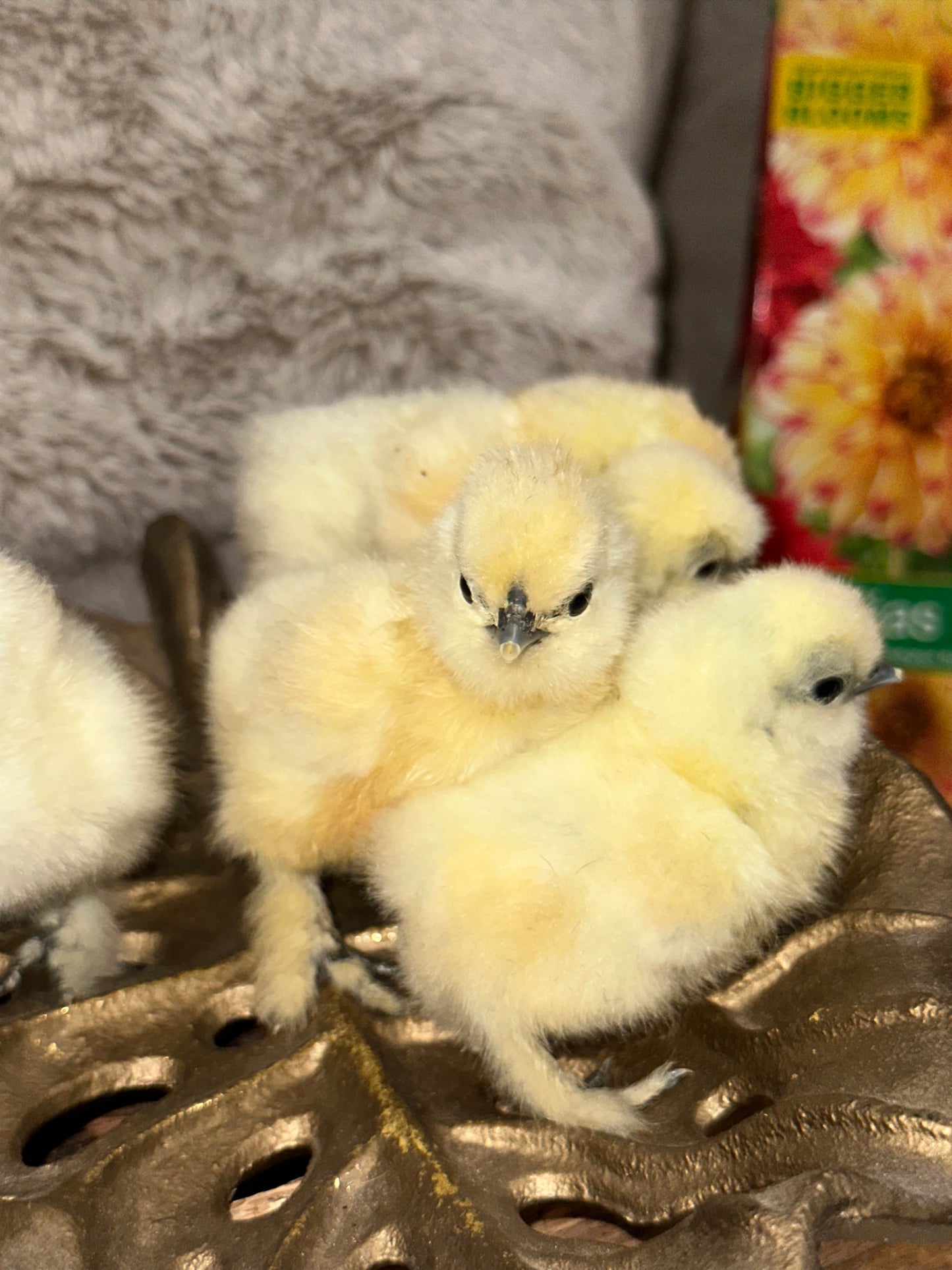 Bearded Silkie Bantam Chick