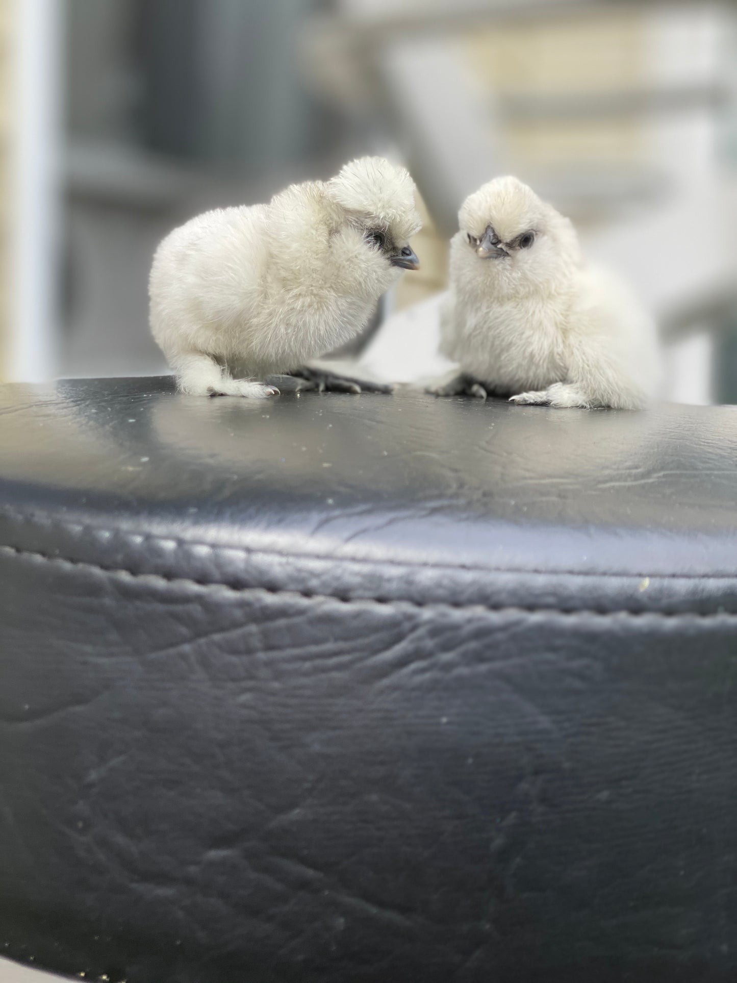 Satin Frizzle Chicks