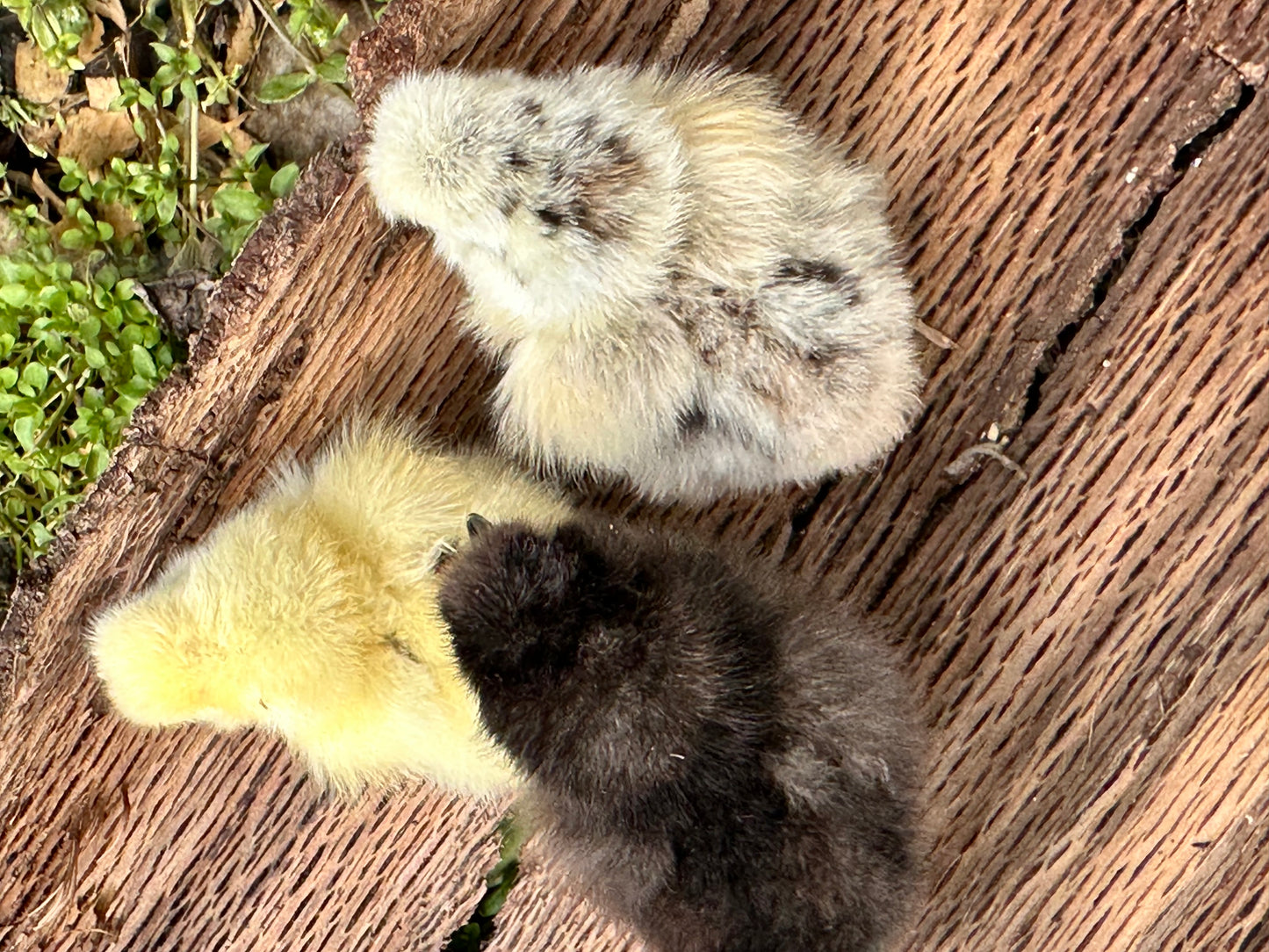 DNA Sexed- 2 Female Silkie Chicks (0–6 Weeks Old) – Guaranteed Hen
