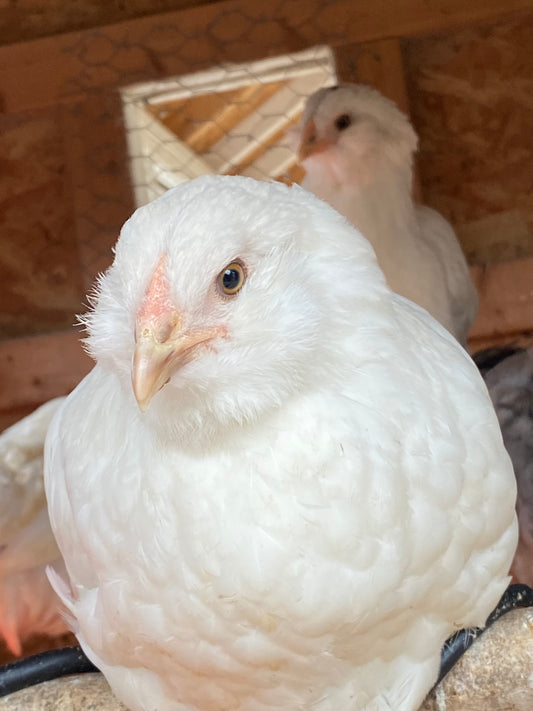 Colored Egg Layer Pullet– Easter Egger, Blue/Black/Wheaten Ameraucana, or Marans – 6–8 Weeks Old – Blue, Green & Chocolate Eggs