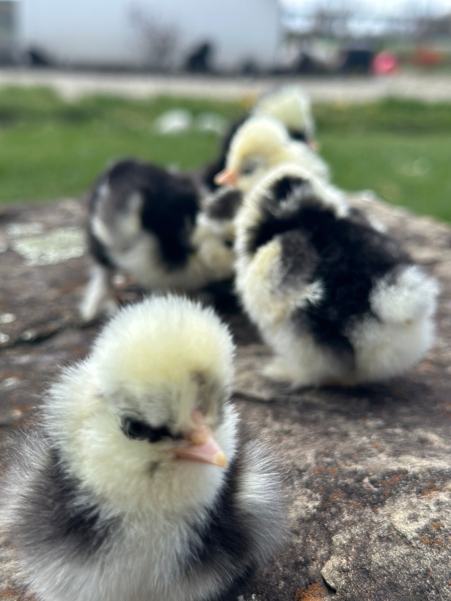 DNA Sexed Female Silkie Chick (0-6 Weeks Old) - Guaranteed Hen