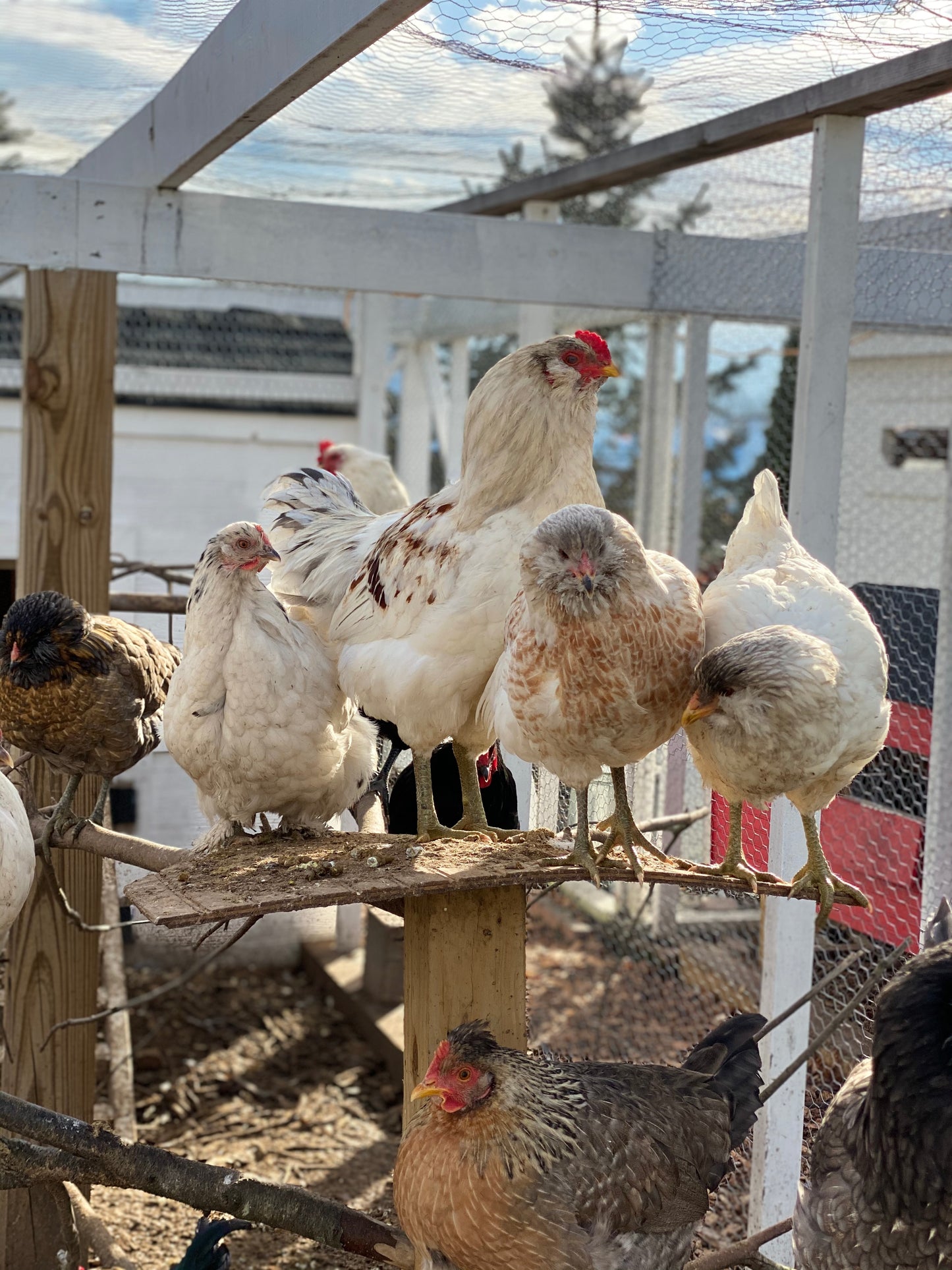 Colored Egg Layer Pullet– Easter Egger, Blue/Black/Wheaten Ameraucana, or Marans – 6–8 Weeks Old – Blue, Green & Chocolate Eggs