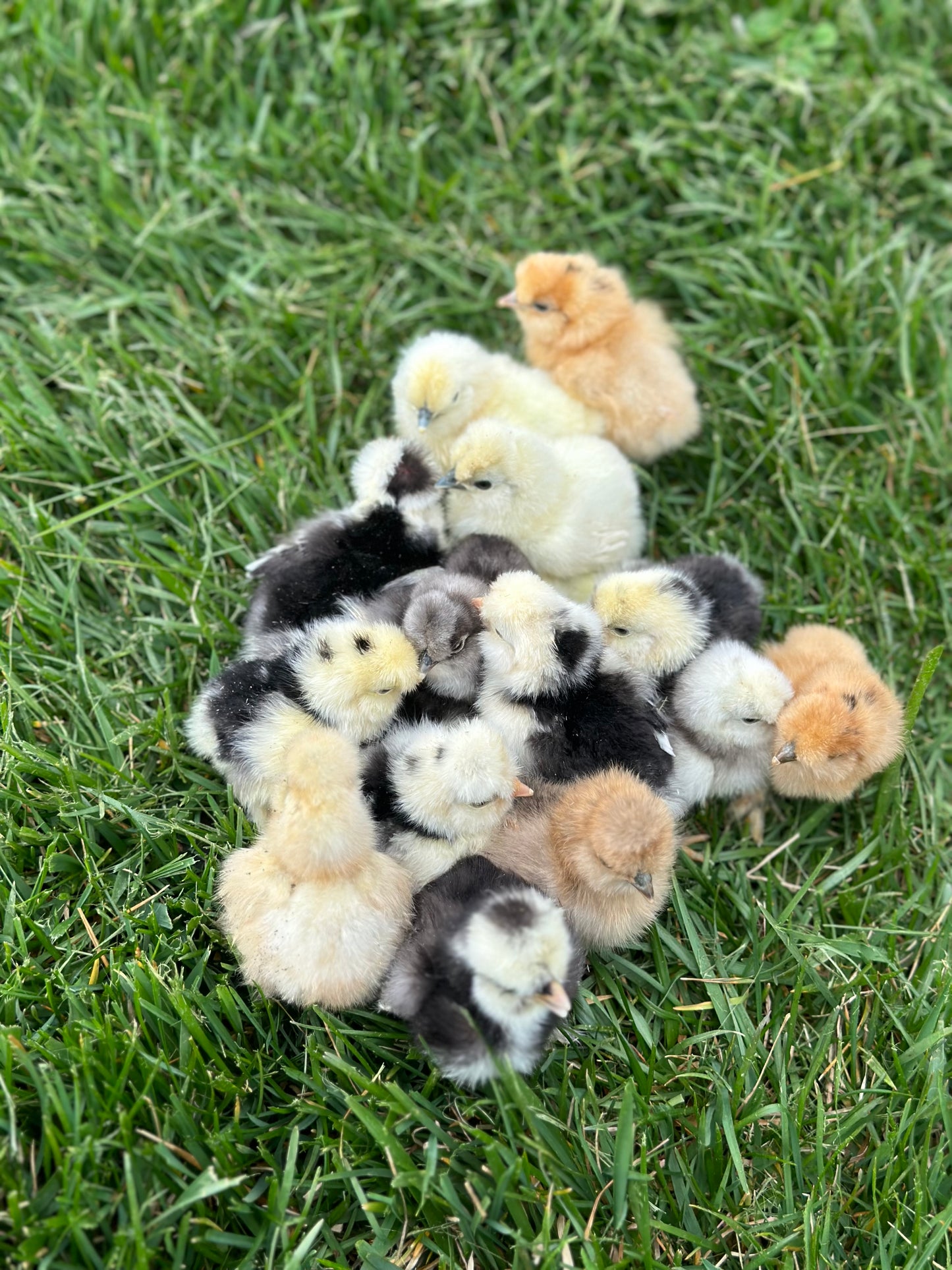Bearded Silkie Bantam Chick