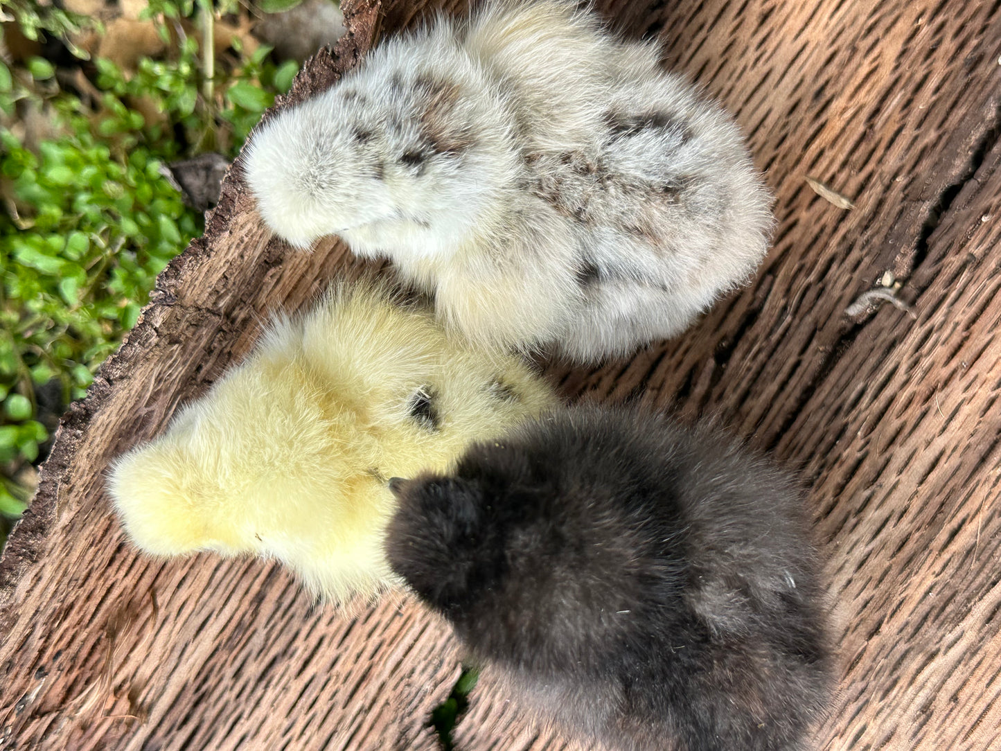 DNA Sexed- 2 Female Silkie Chicks (0–6 Weeks Old) – Guaranteed Hen