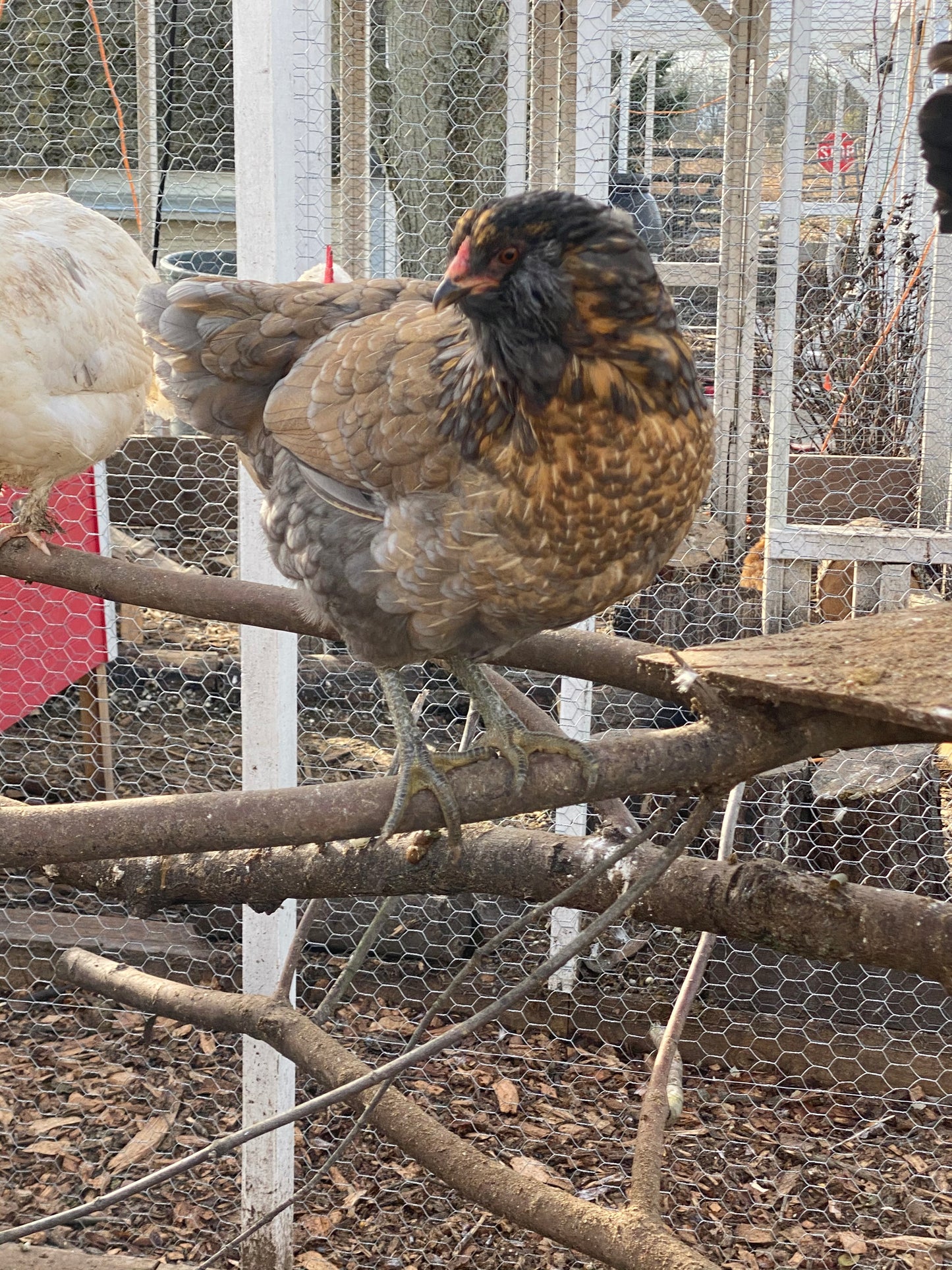 Colored Egg Layer Pullet– Easter Egger, Blue/Black/Wheaten Ameraucana, or Marans – 6–8 Weeks Old – Blue, Green & Chocolate Eggs