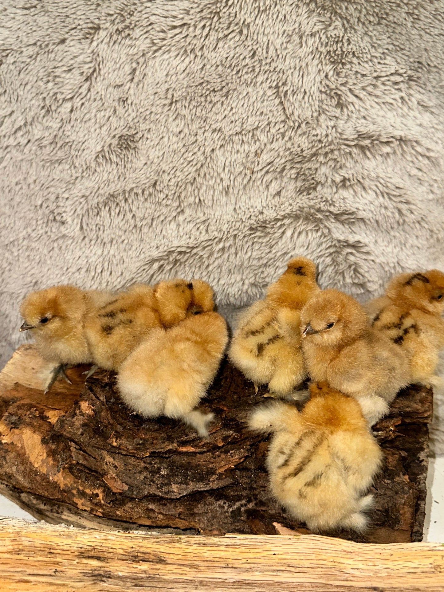 Bearded Silkie Bantam Chick