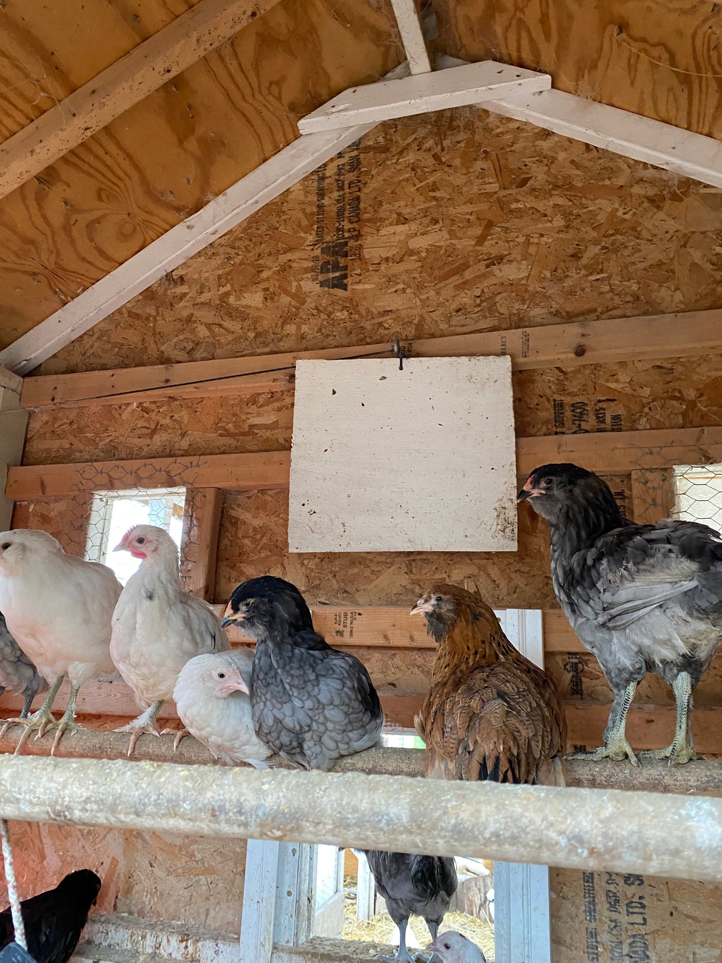 Colored Egg Layer Pullet– Easter Egger, Blue/Black/Wheaten Ameraucana, or Marans – 6–8 Weeks Old – Blue, Green & Chocolate Eggs
