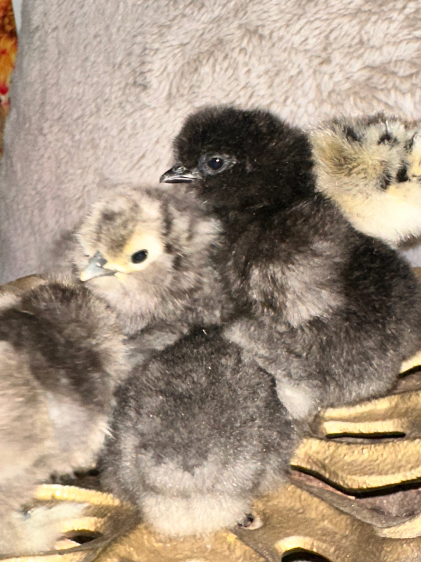 Bearded Silkie Bantam Chick