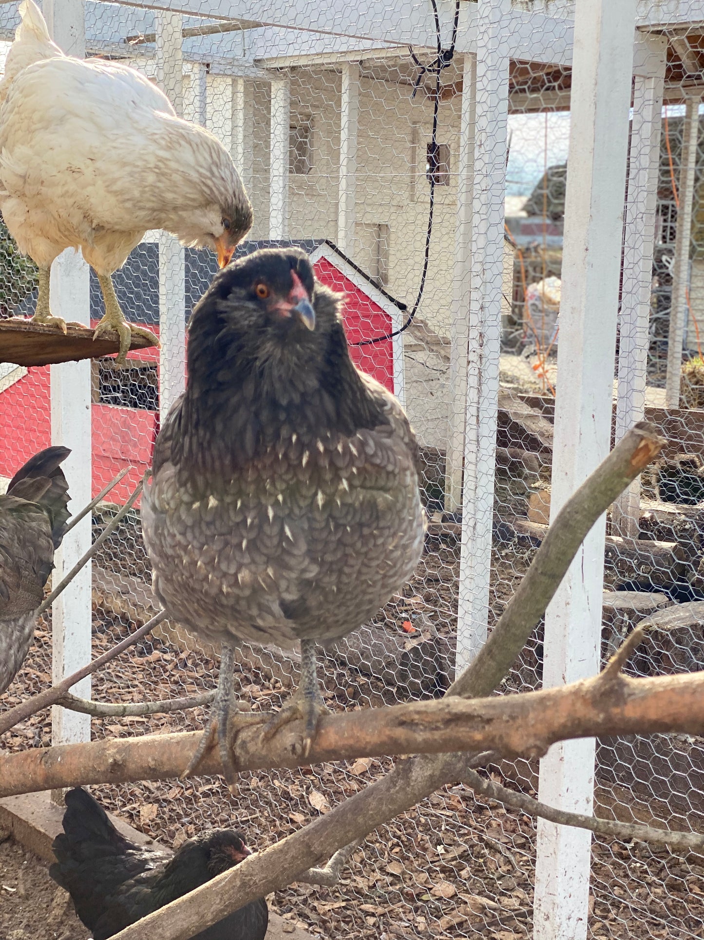 Colored Egg Layer Pullet– Easter Egger, Blue/Black/Wheaten Ameraucana, or Marans – 6–8 Weeks Old – Blue, Green & Chocolate Eggs