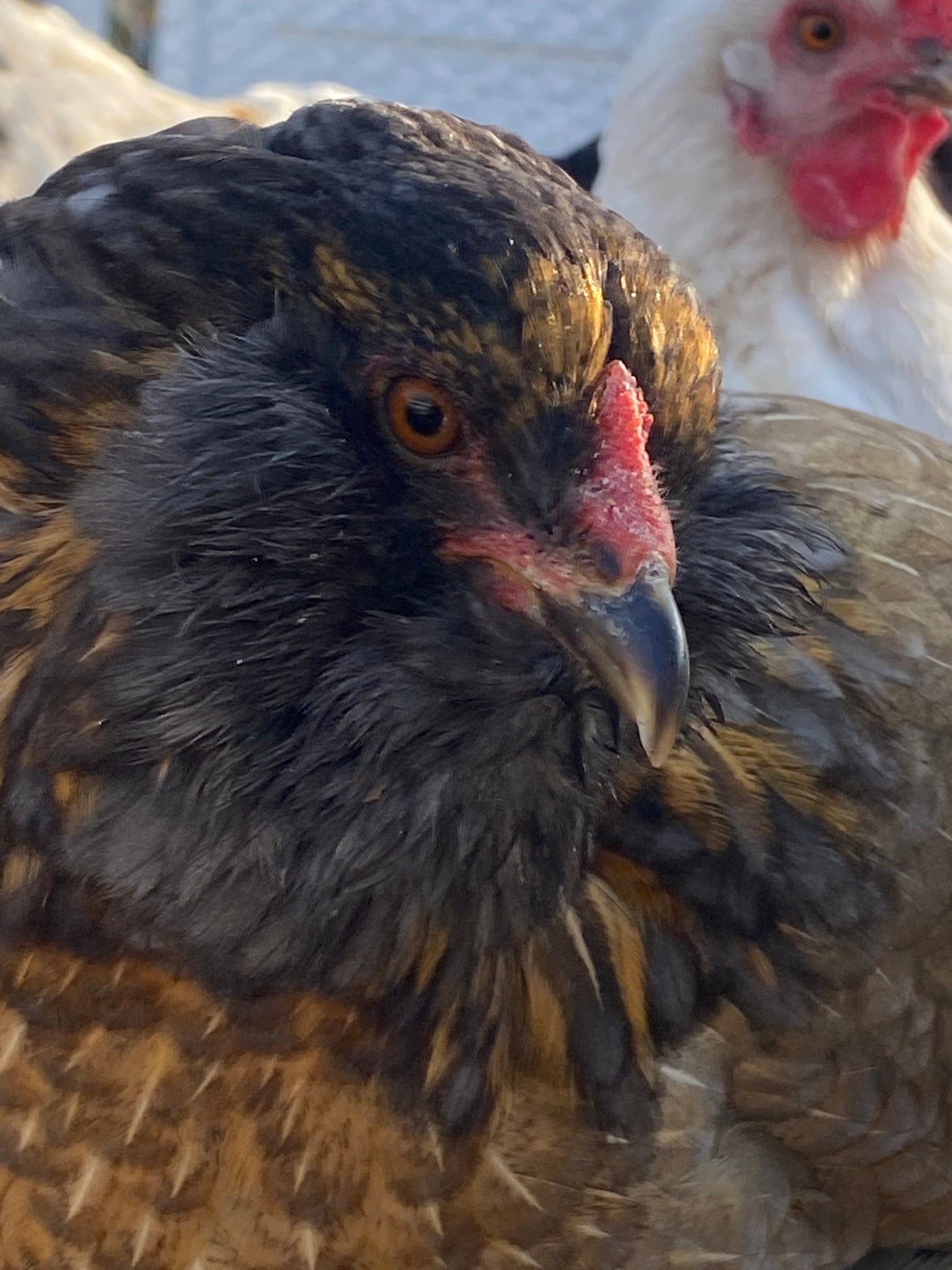 Colored Egg Layer Pullet– Easter Egger, Blue/Black/Wheaten Ameraucana, or Marans – 6–8 Weeks Old – Blue, Green & Chocolate Eggs