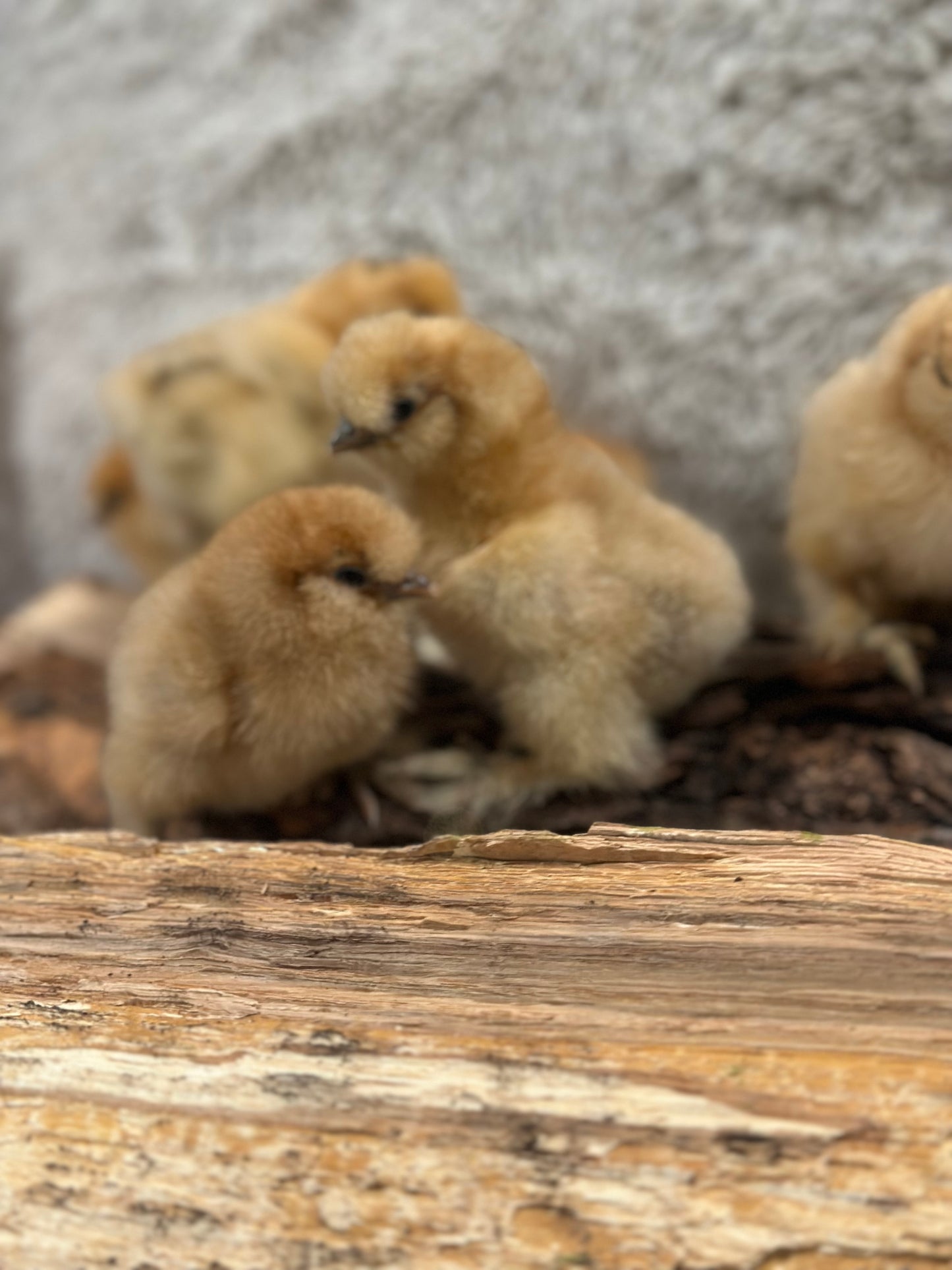 Bearded Silkie Bantam Chick