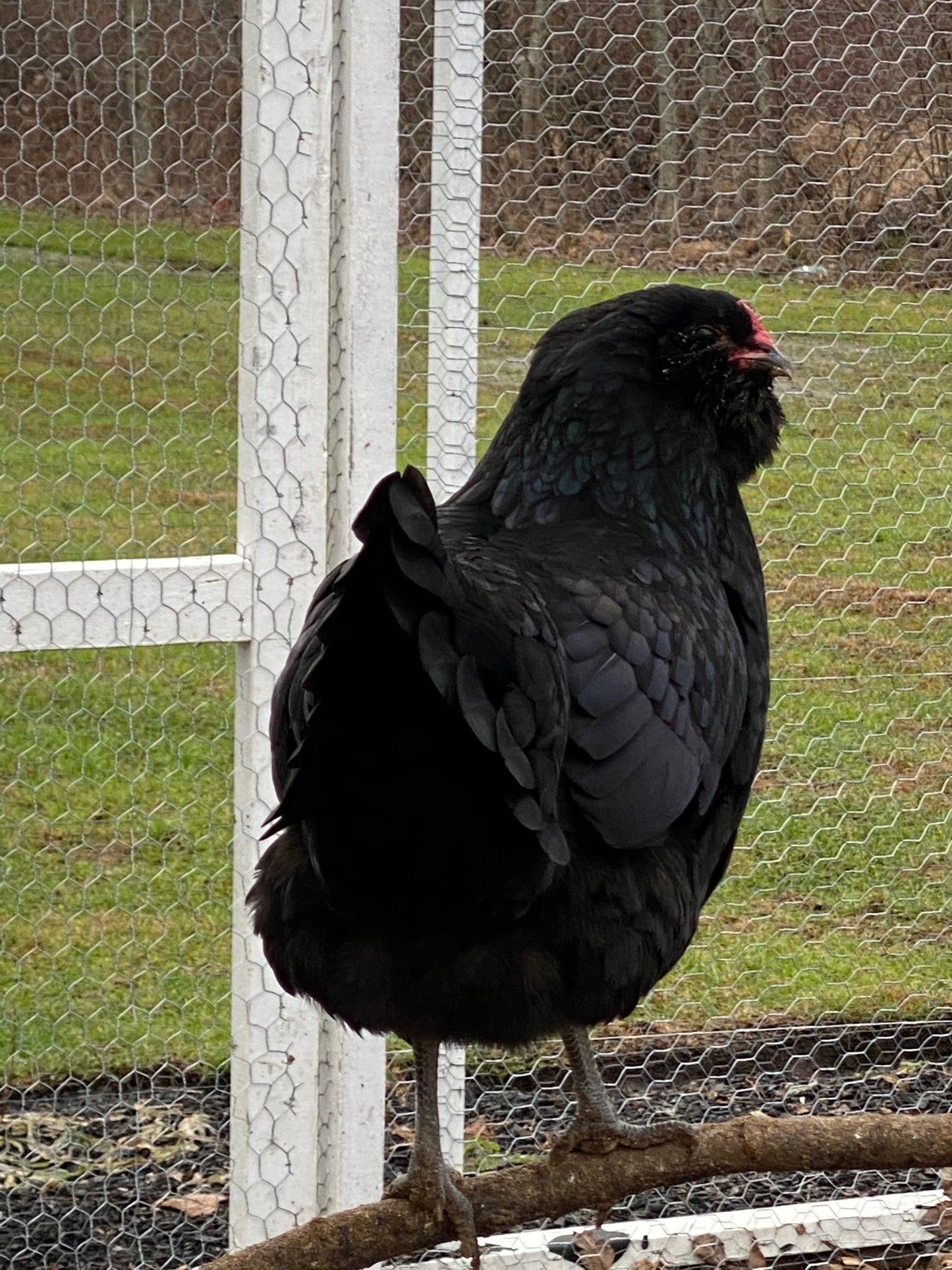 Colored Egg Layer Pullet– Easter Egger, Blue/Black/Wheaten Ameraucana, or Marans – 6–8 Weeks Old – Blue, Green & Chocolate Eggs