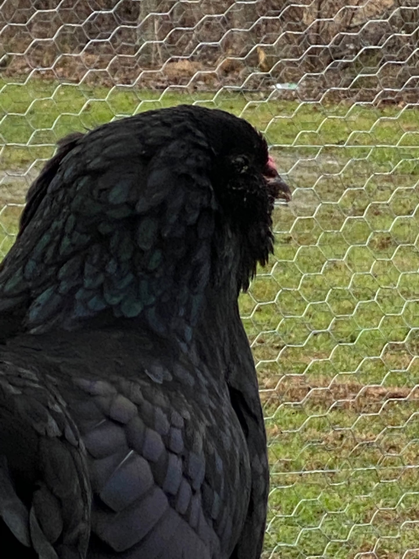Colored Egg Layer Pullet– Easter Egger, Blue/Black/Wheaten Ameraucana, or Marans – 6–8 Weeks Old – Blue, Green & Chocolate Eggs