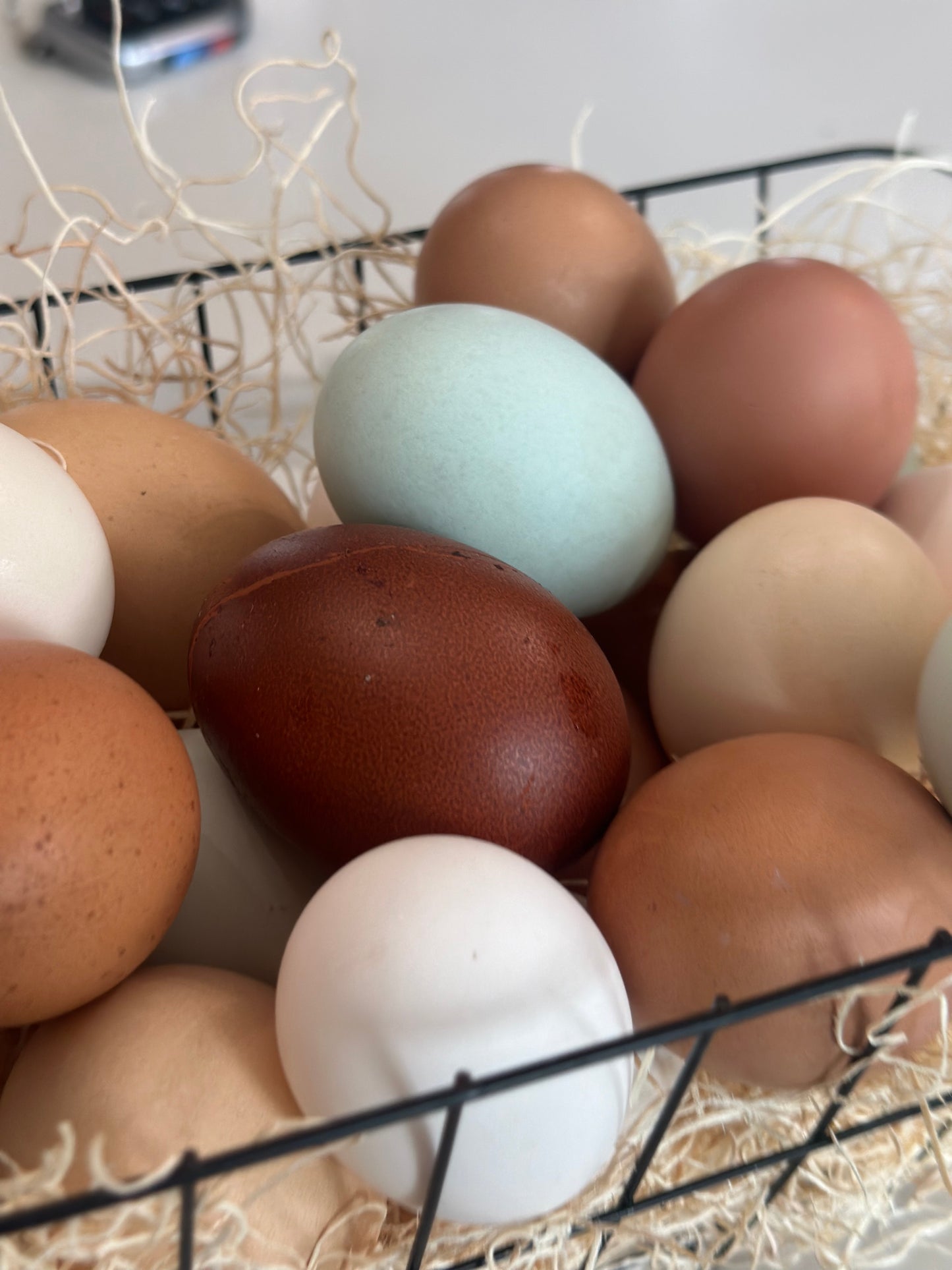 Fertilized Black Copper Marans Hatching Eggs – Deep Chocolate Egg Layers