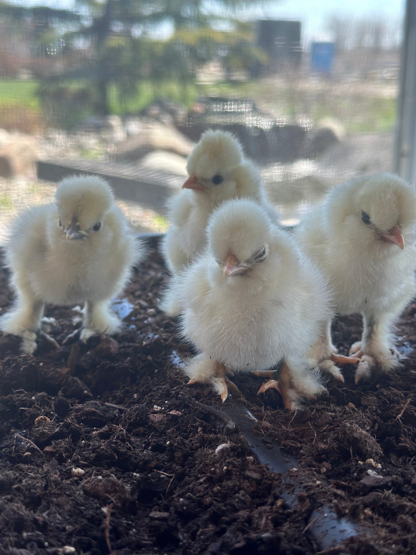 Bearded Silkie Bantam Chick