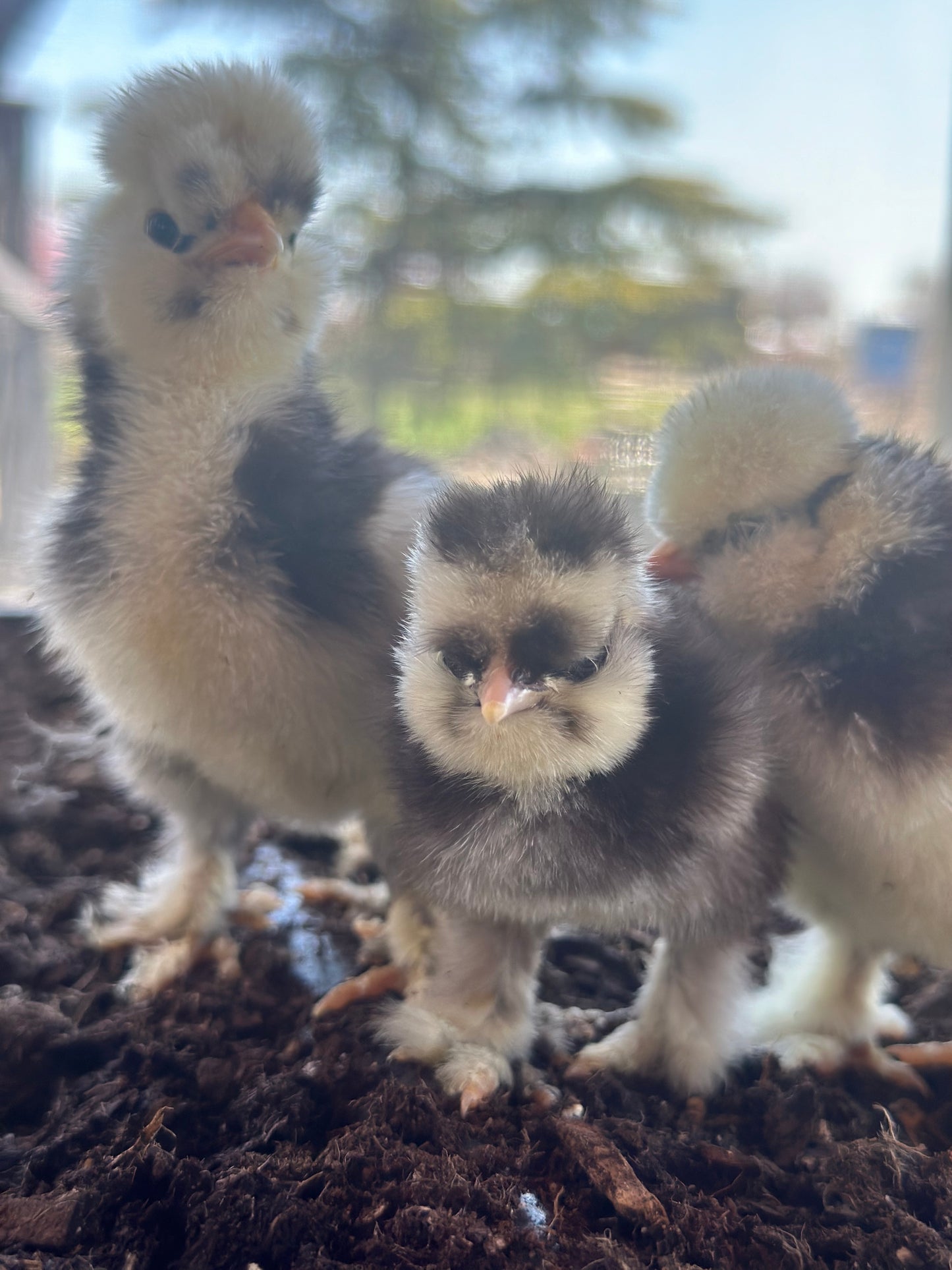 Bearded Silkie Bantam Chick