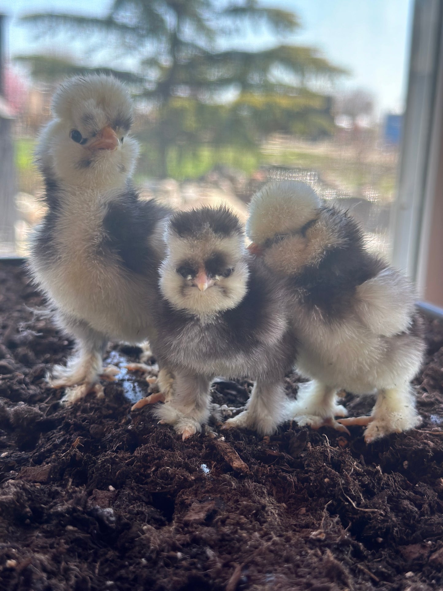 1 Bearded Silkie Bantam Chick