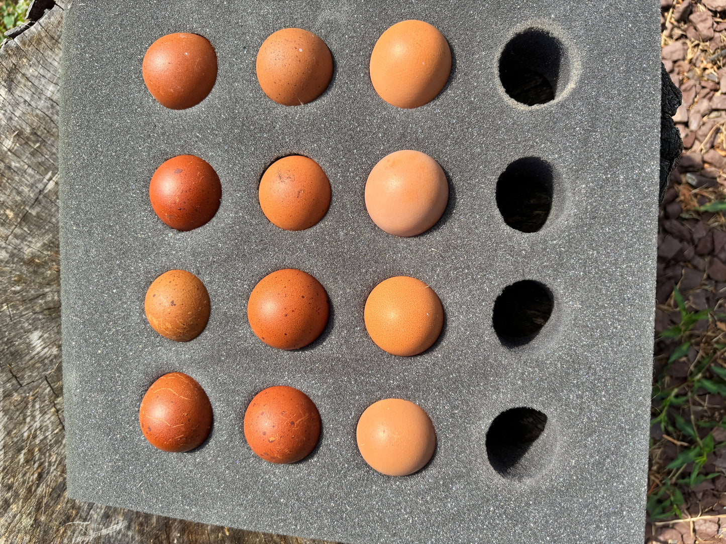 Fertilized Black Copper Marans Hatching Eggs – Deep Chocolate Egg Layers