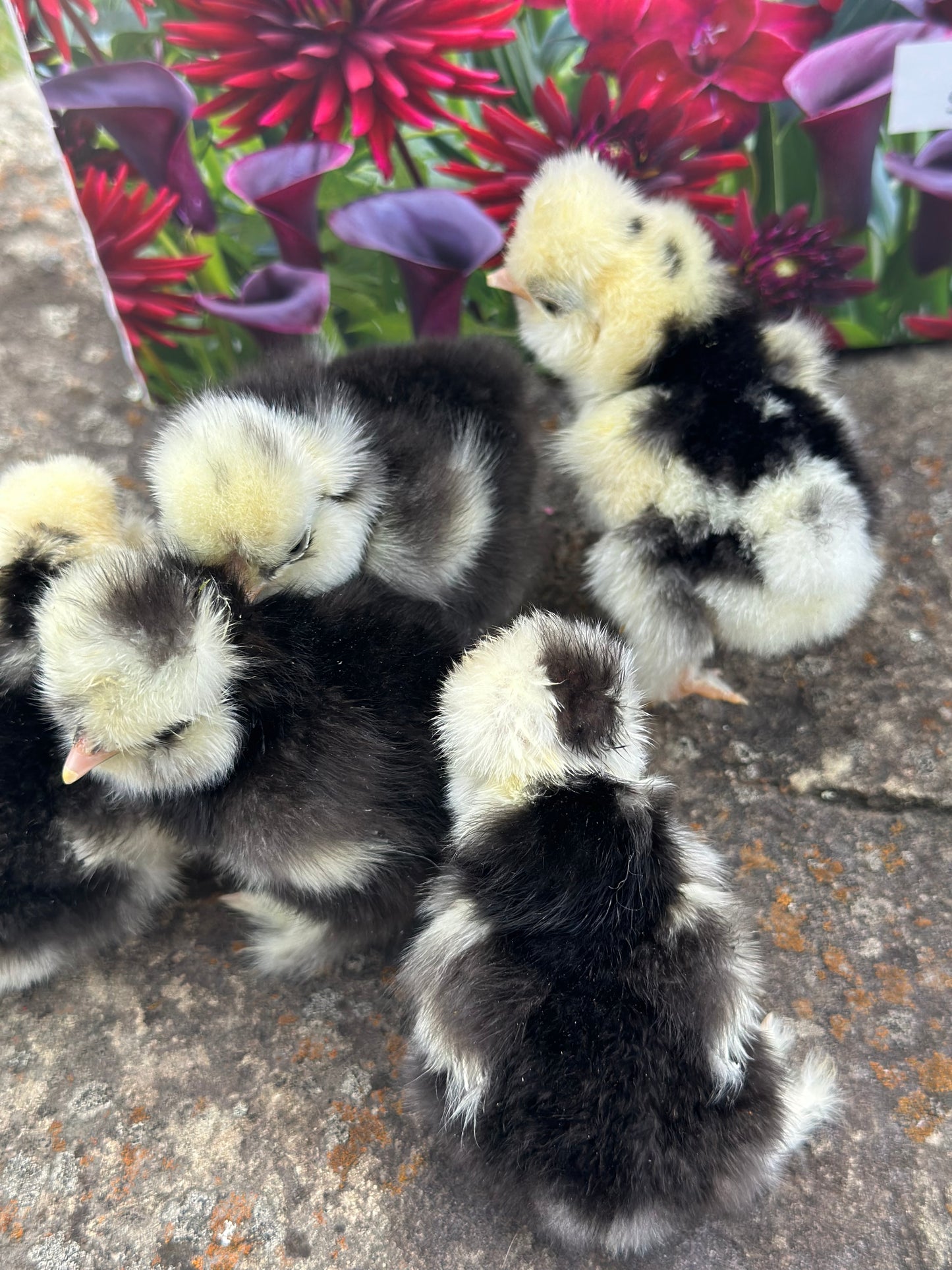 Bearded Silkie Bantam Chick