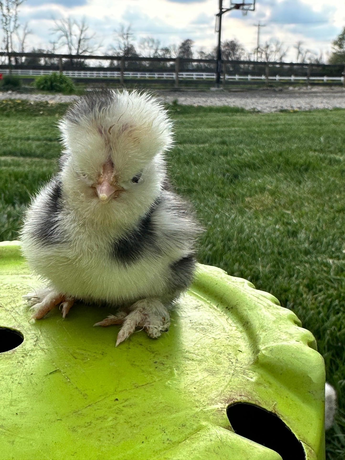 Bearded Silkie Bantam Chick
