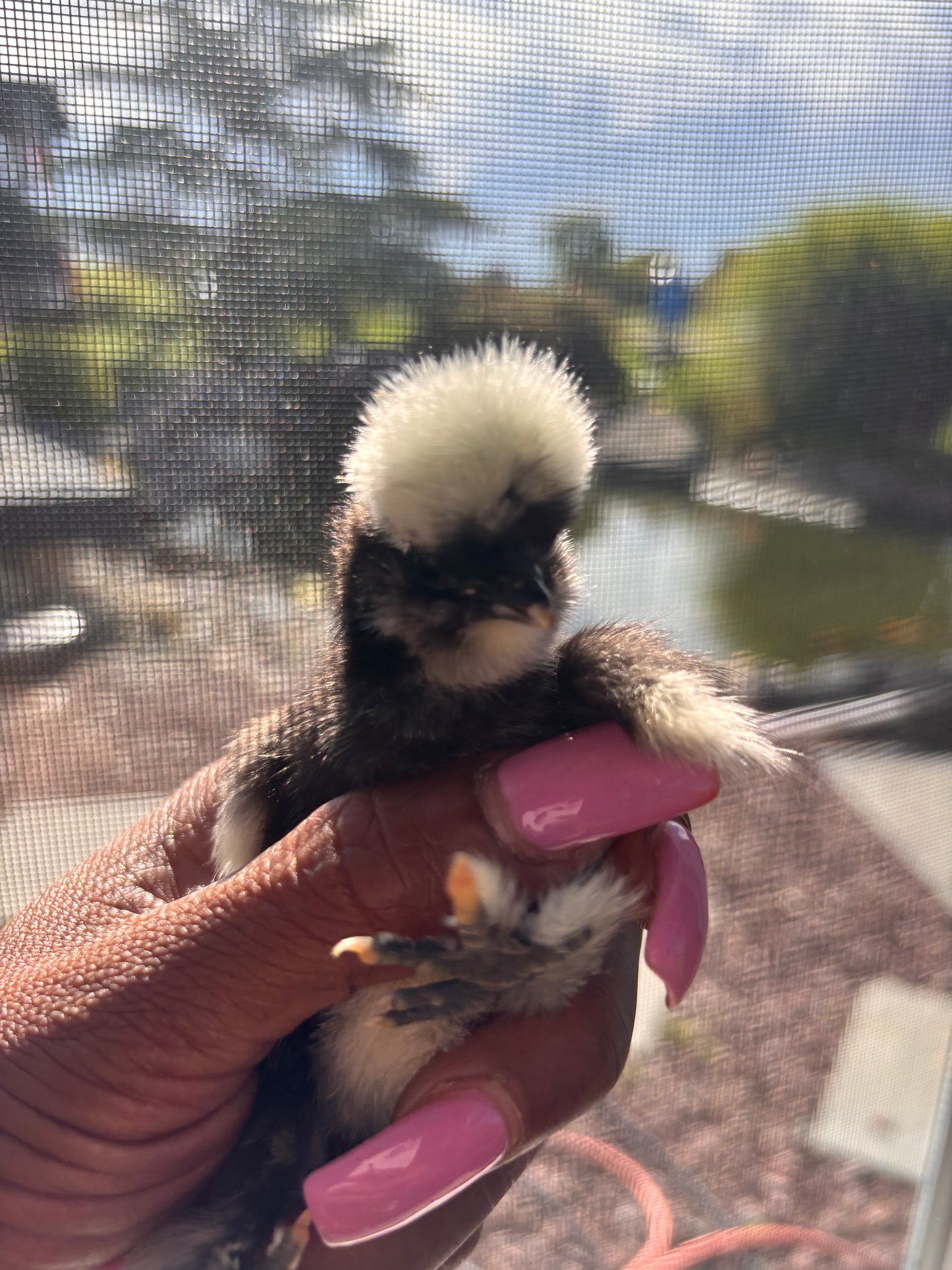 Bearded Silkie Bantam Chick