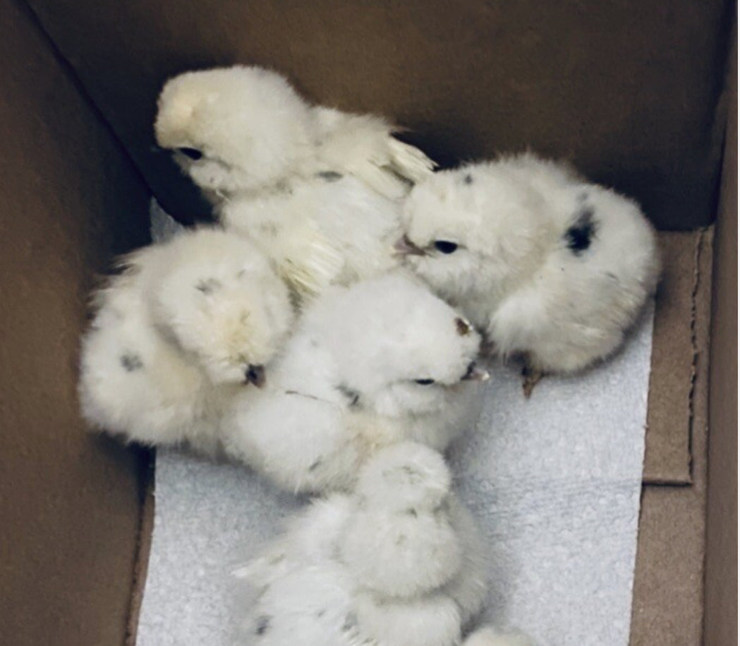 Bearded Silkie Bantam Chick
