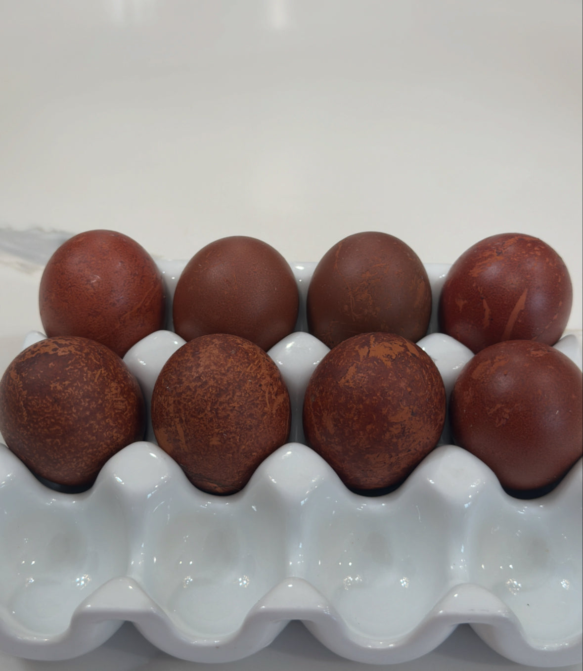 Fertilized Black Copper Marans Hatching Eggs – Deep Chocolate Egg Layers