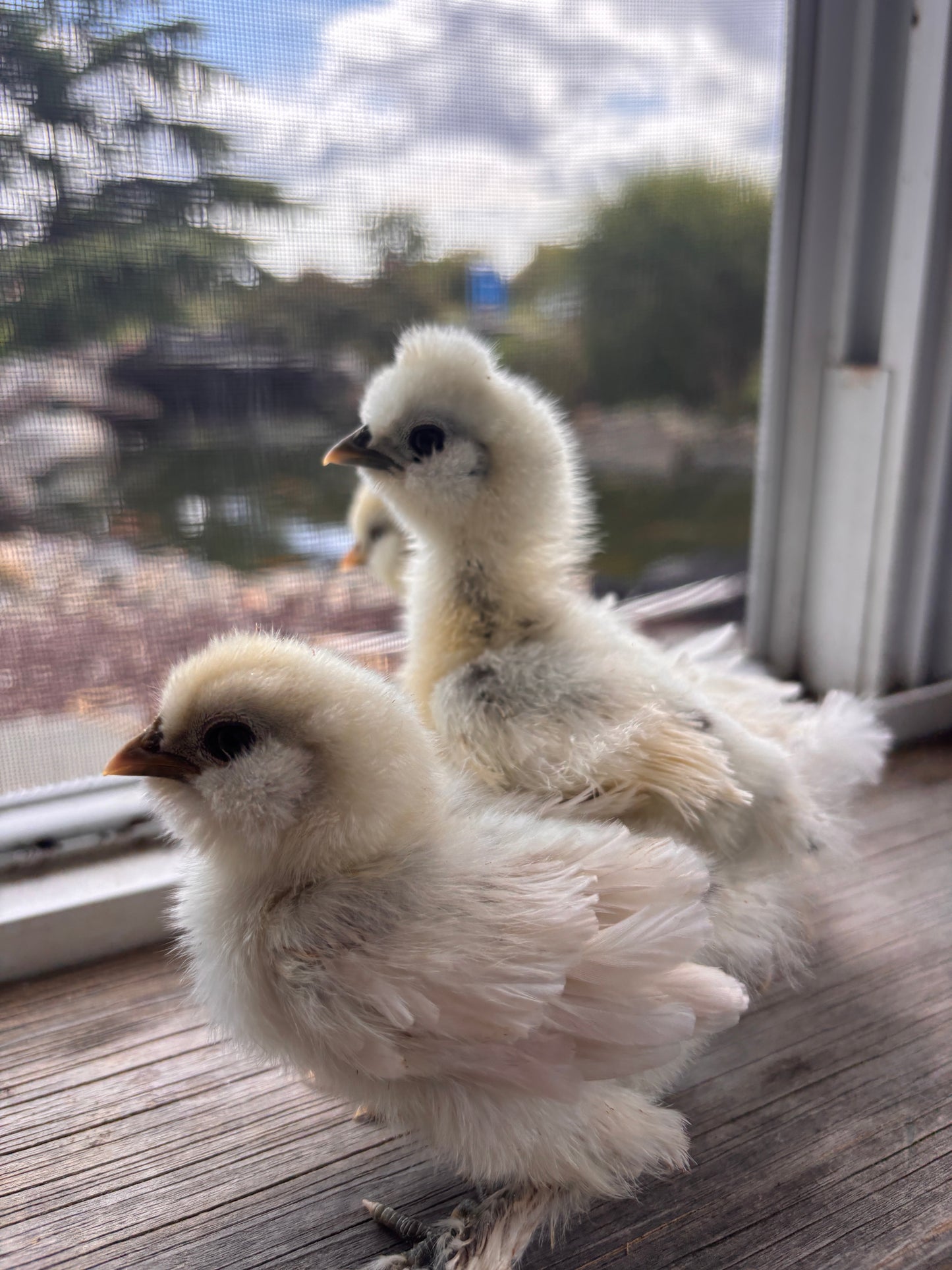 Satin Frizzle Chicks