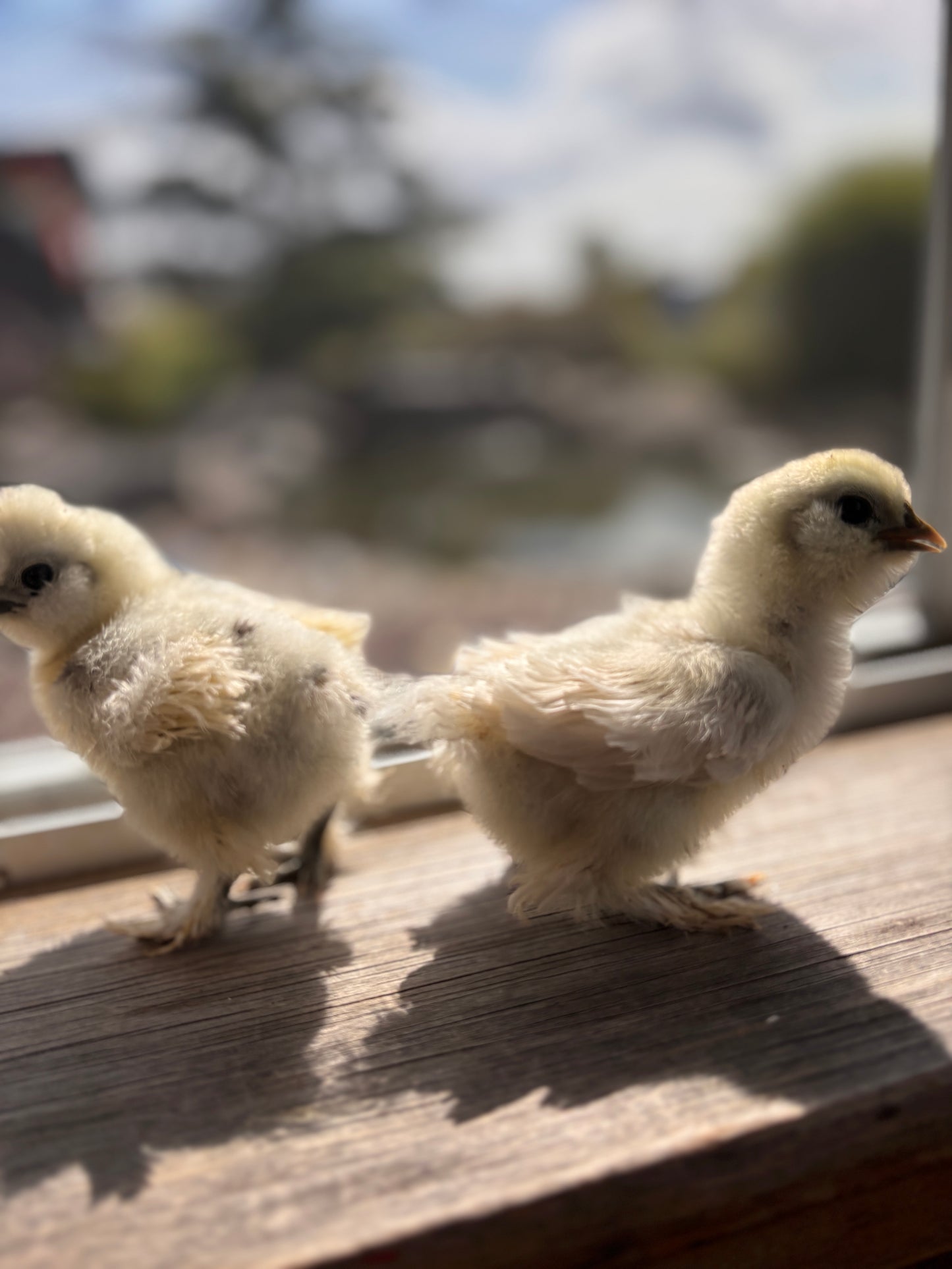 Satin Frizzle Chicks