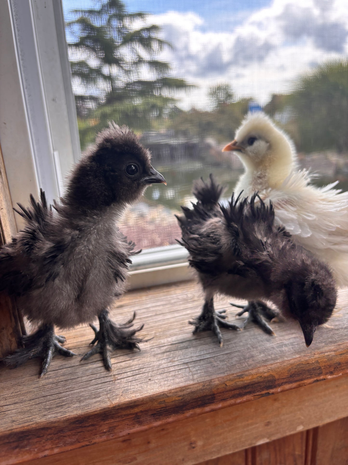 Satin Frizzle Chicks