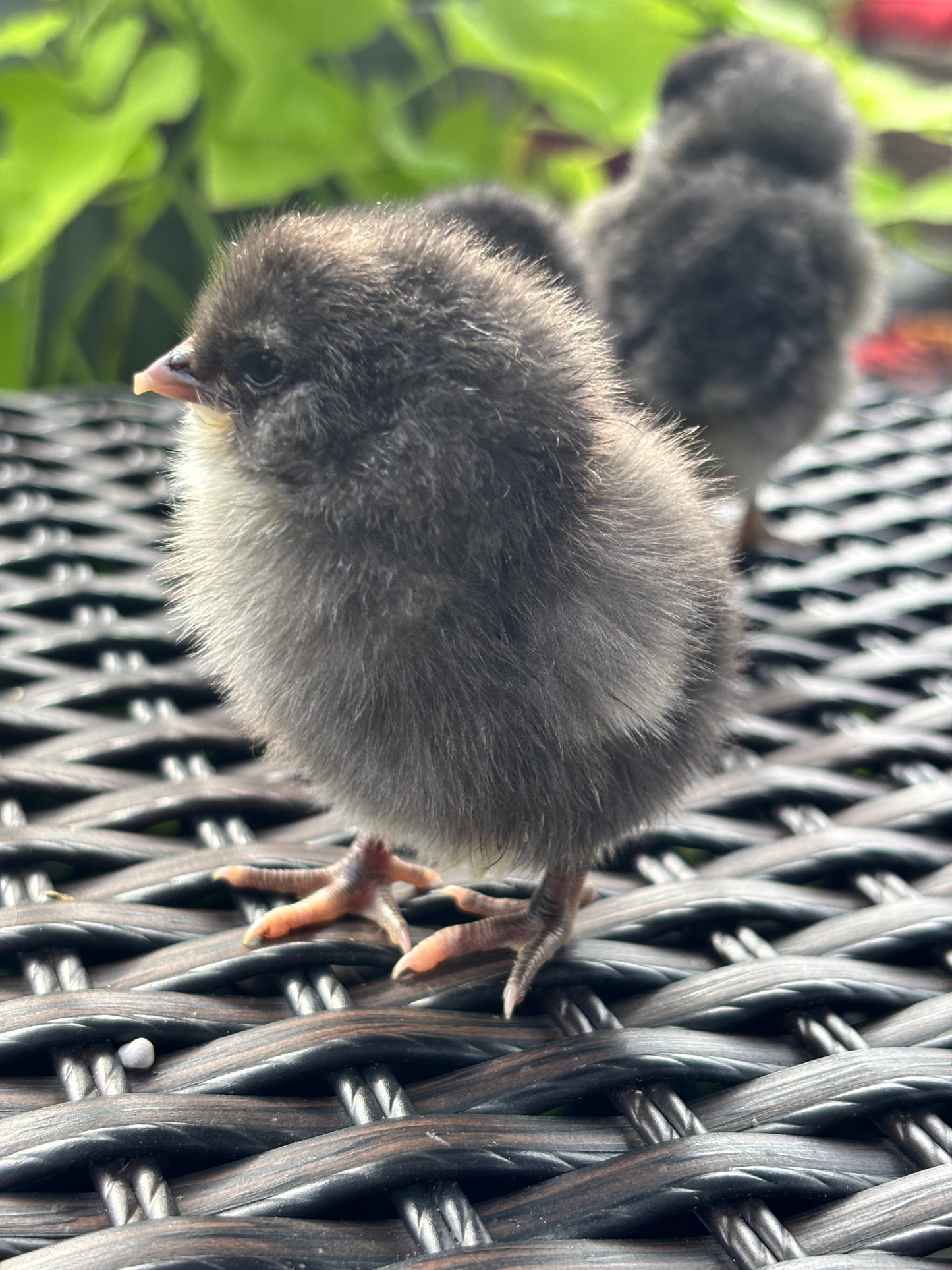 Blue Ameraucana Chicks (0-2) Weeks Old