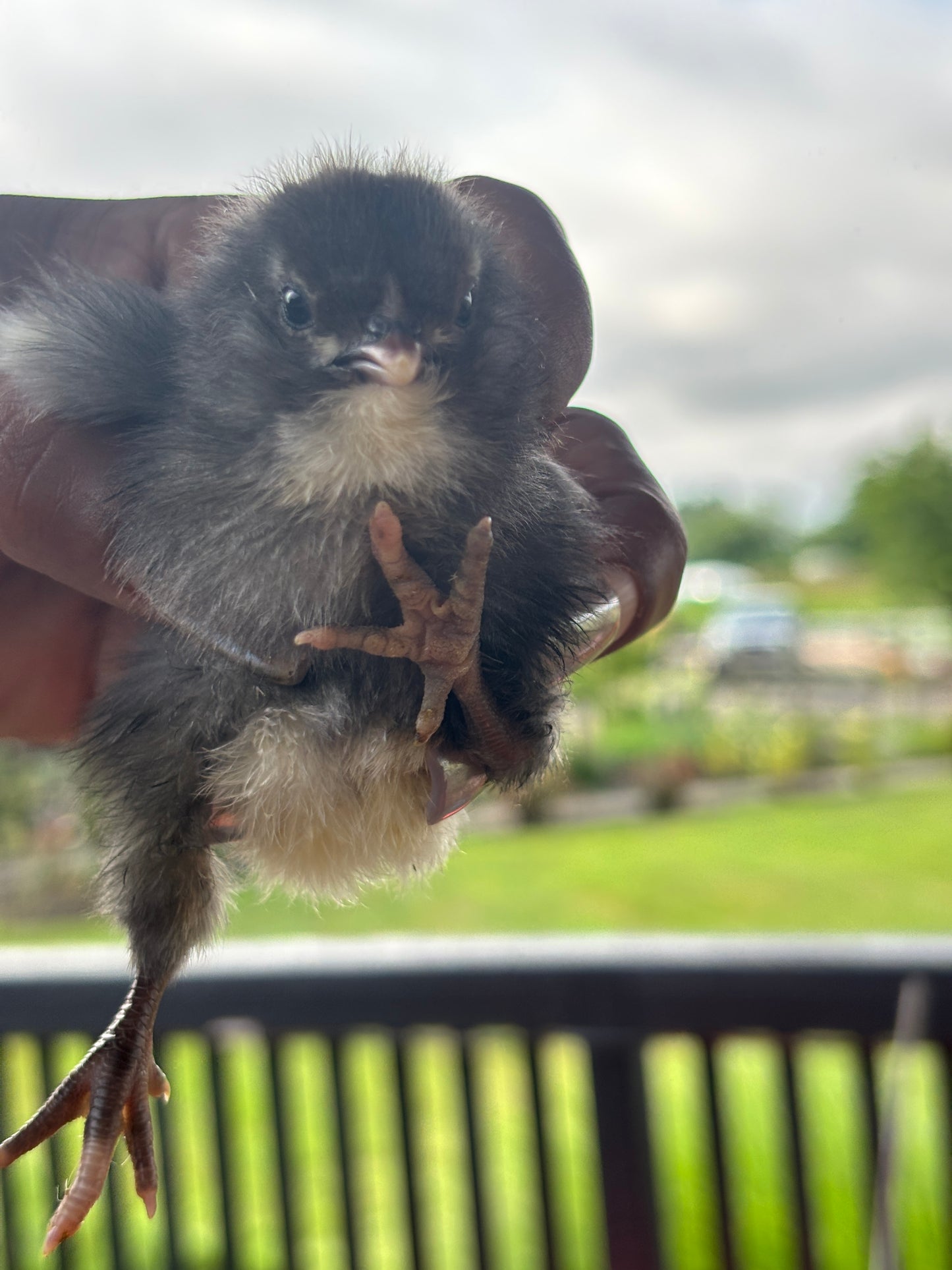 Blue Ameraucana Chicks (0-2) Weeks Old