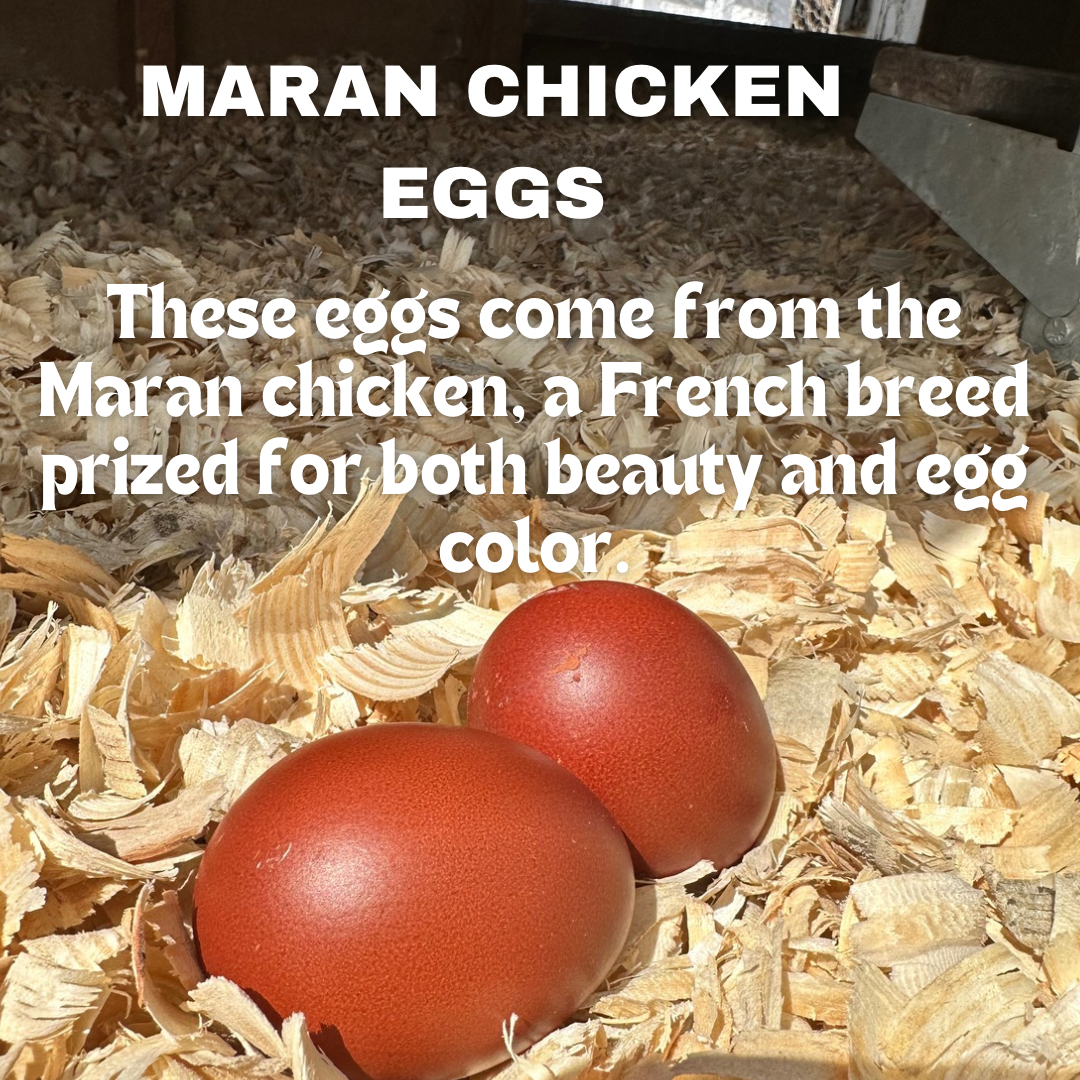 Fertilized Black Copper Marans Hatching Eggs – Deep Chocolate Egg Layers