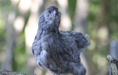 Blue Ameraucana & Wheaten Ameraucana— Fertilized Hatching Eggs (12 count)