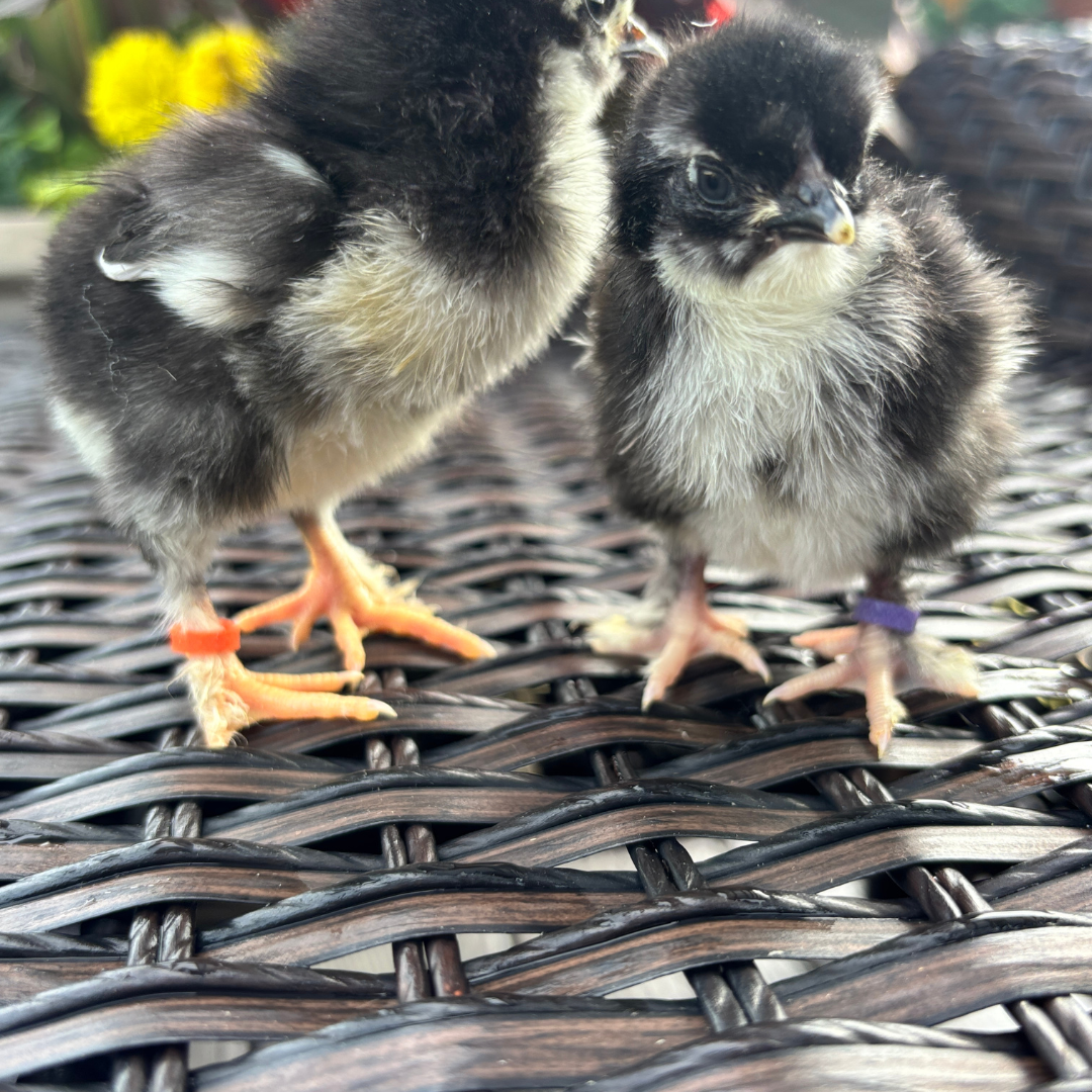 French Black Copper Marans Chick – Rare Chocolate Egg Layer (1–7 Days Old)