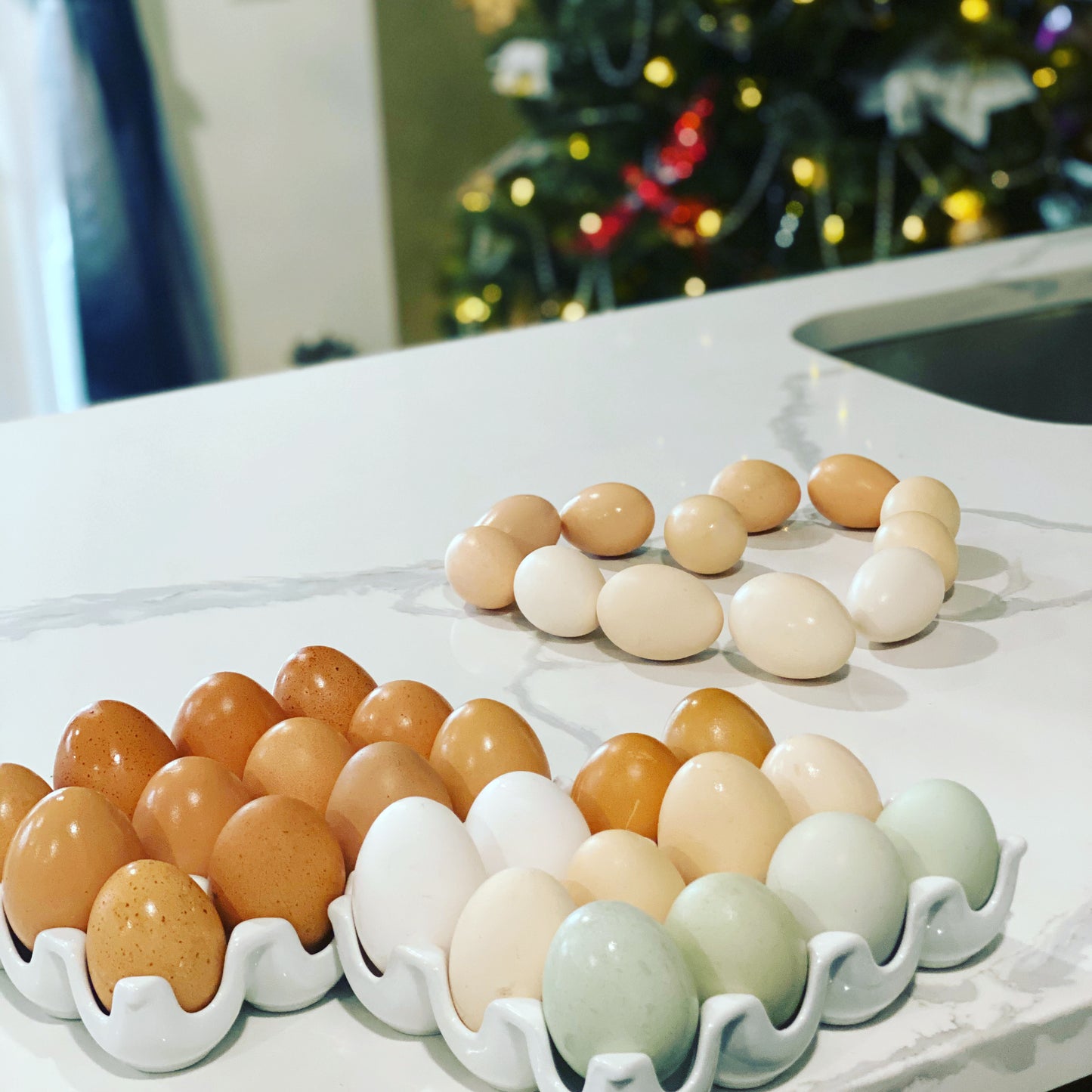 Barnyard Surprise Mix — Fertilized Hatching Eggs (Rainbow Flock Variety)