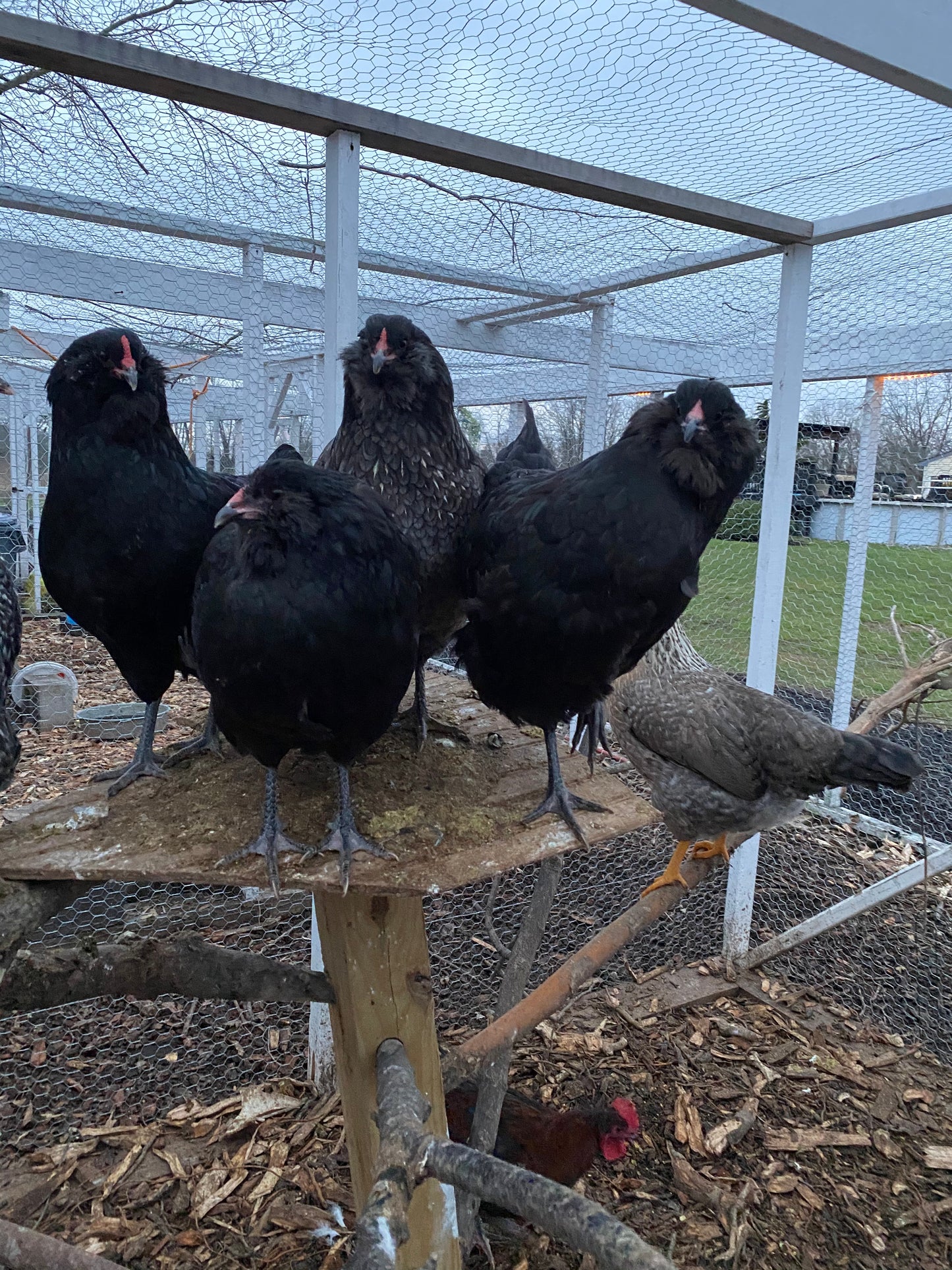 4 Wheaten or Black Ameraucana 0-4 weeks old
